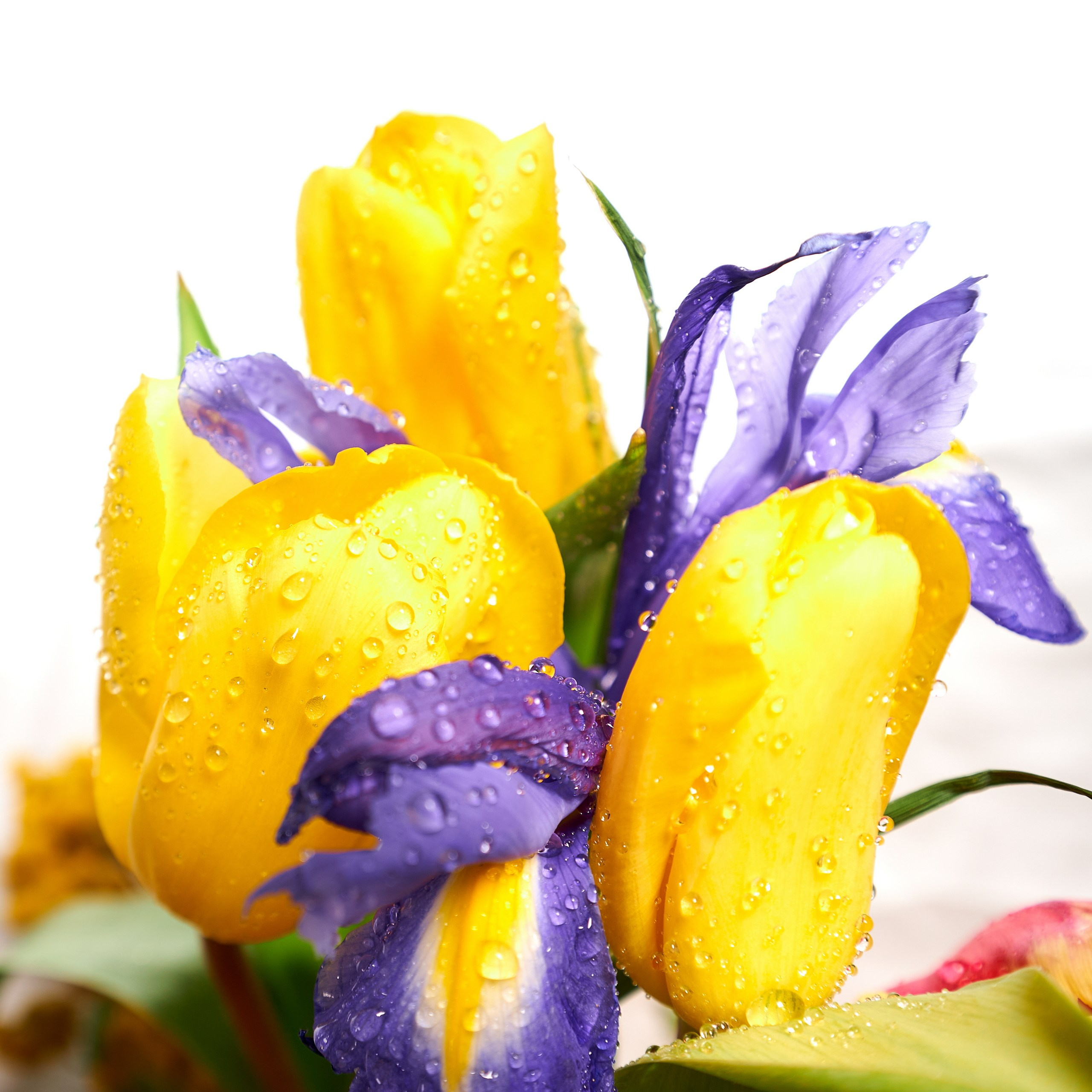 Лютики-цветочки — галерея NATRIEL