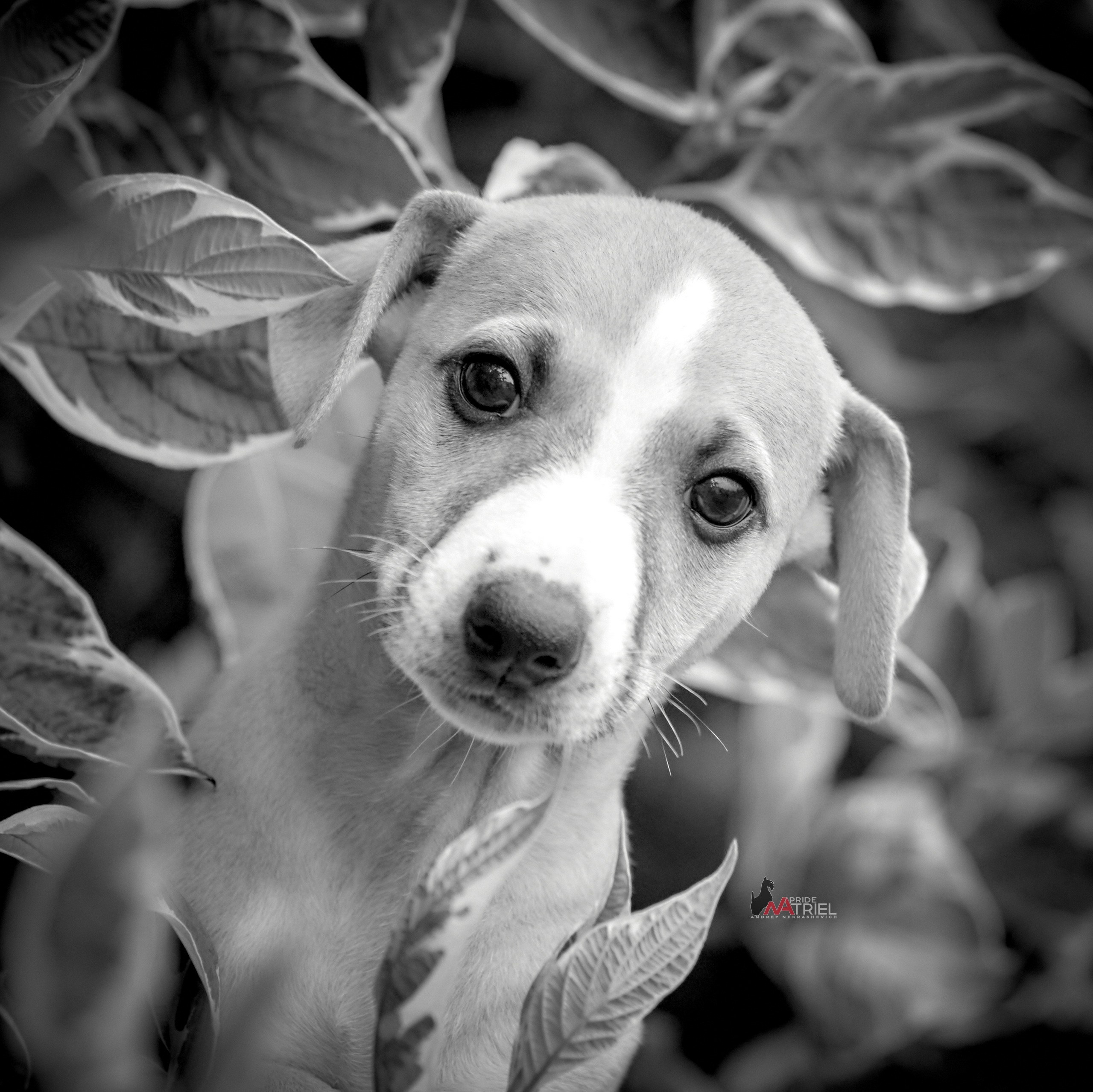 Щенки на прогулке — галерея NATRIEL