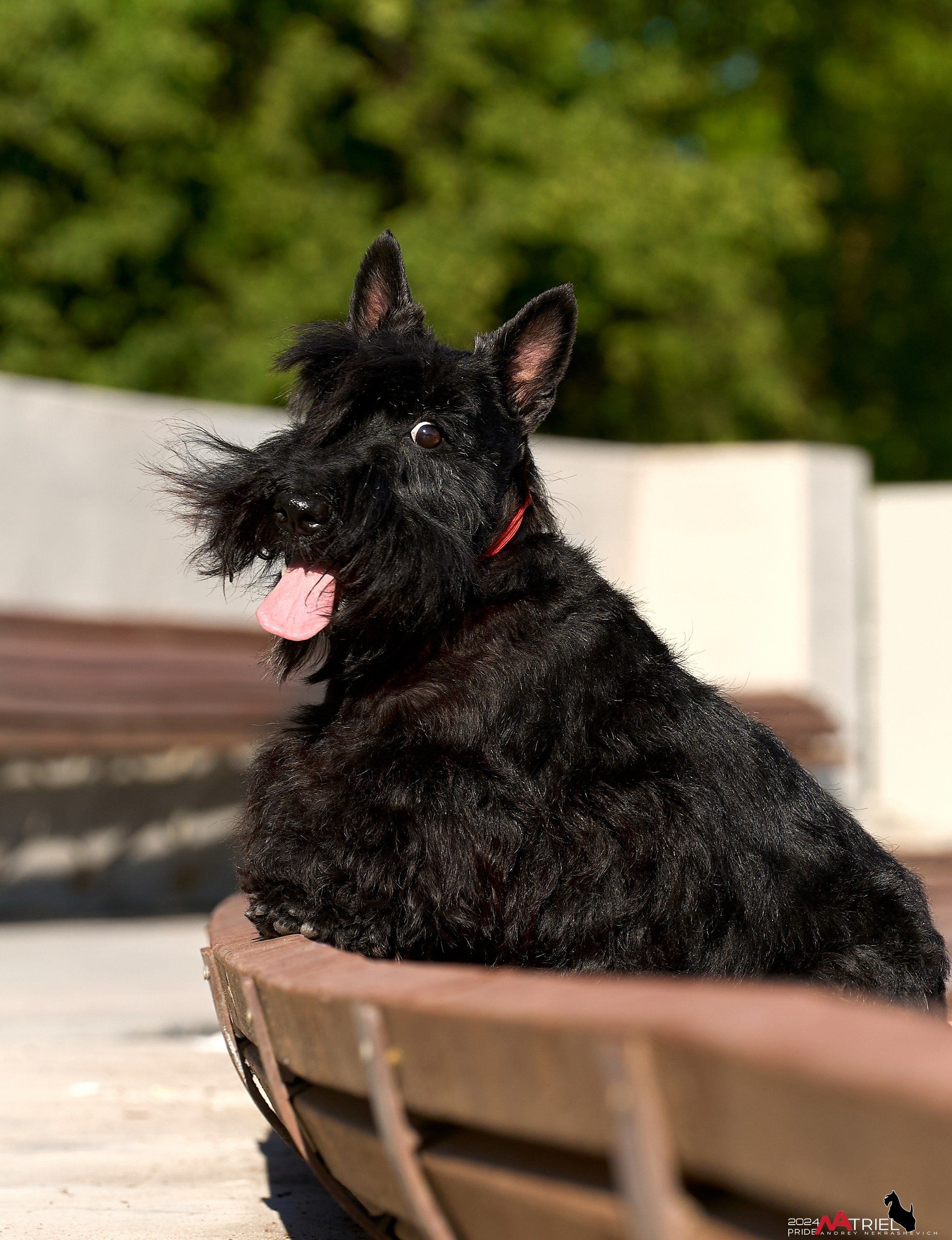 Семейная фотопрогулка с собаками
