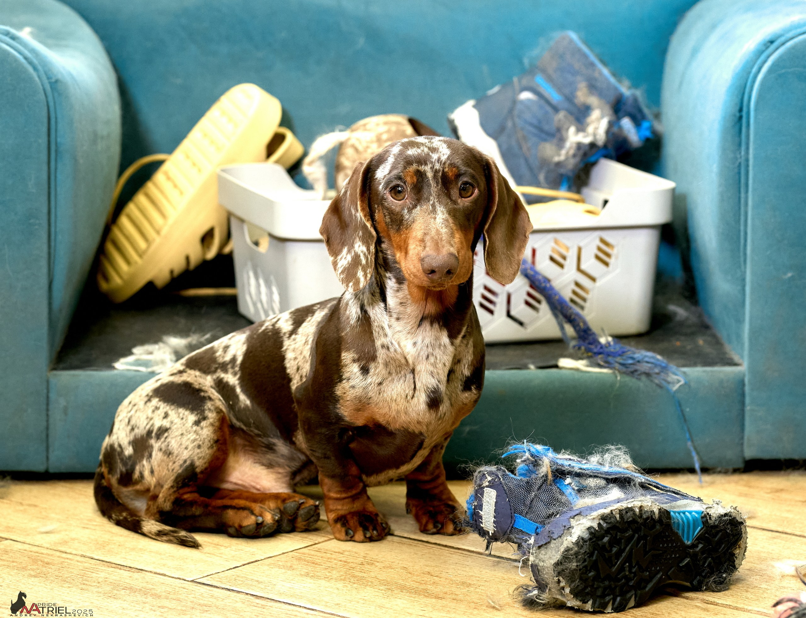 Съемка щенков таксы с мобильным светом