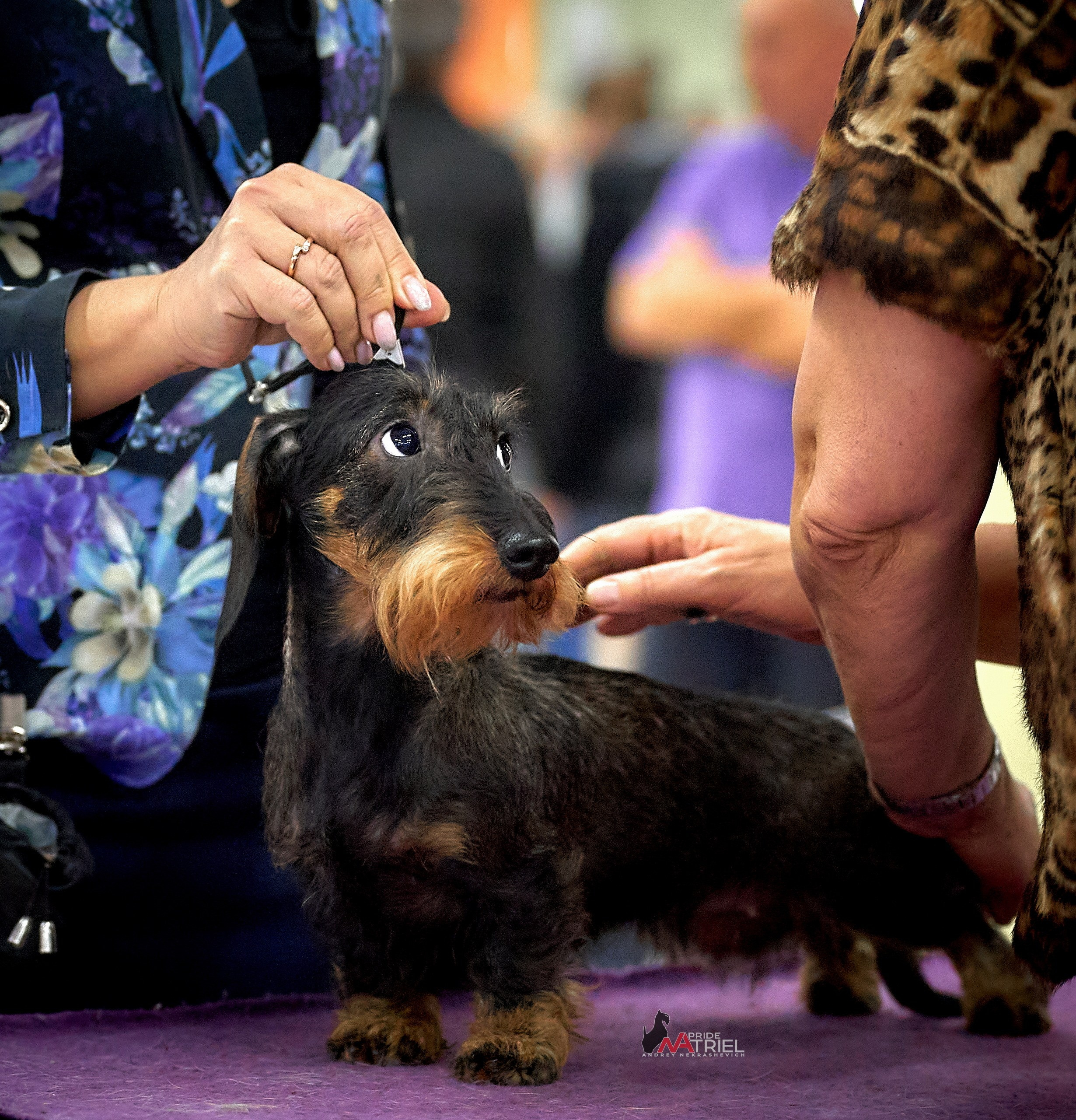 Работа в рингах — галерея NATRIEL