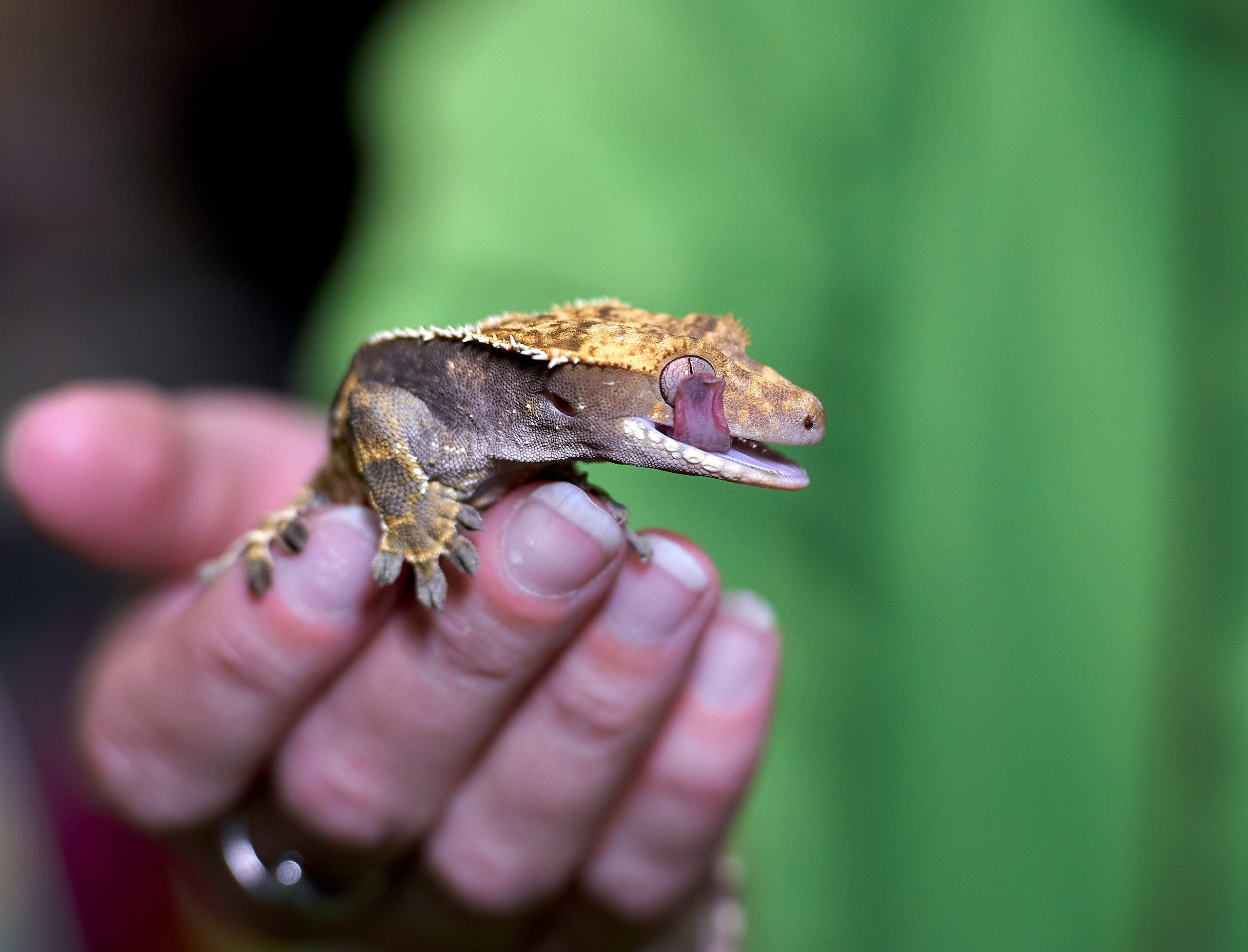 Рептилии — галерея NATRIEL