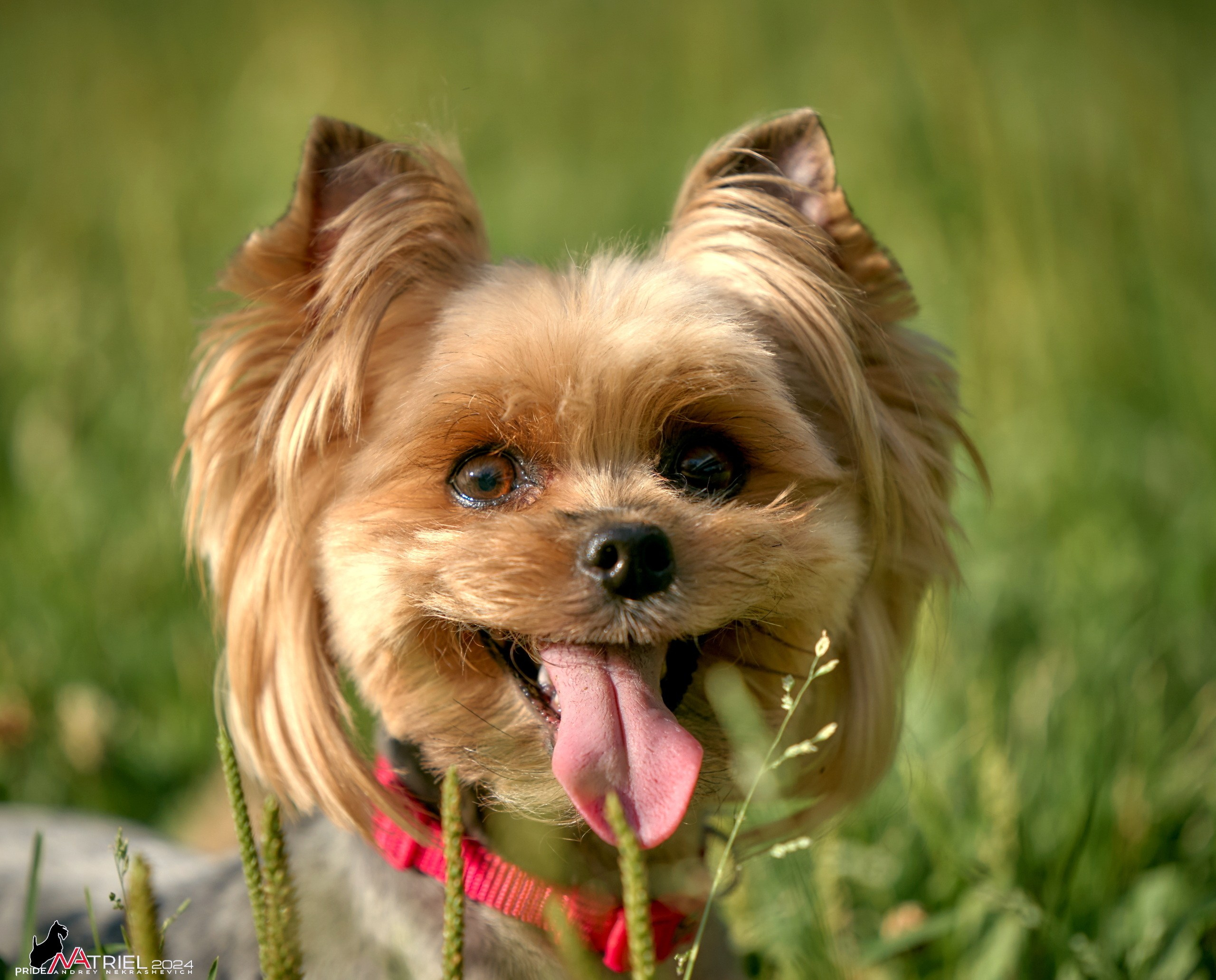 Фотопрогулка с собаками Бася и Циля