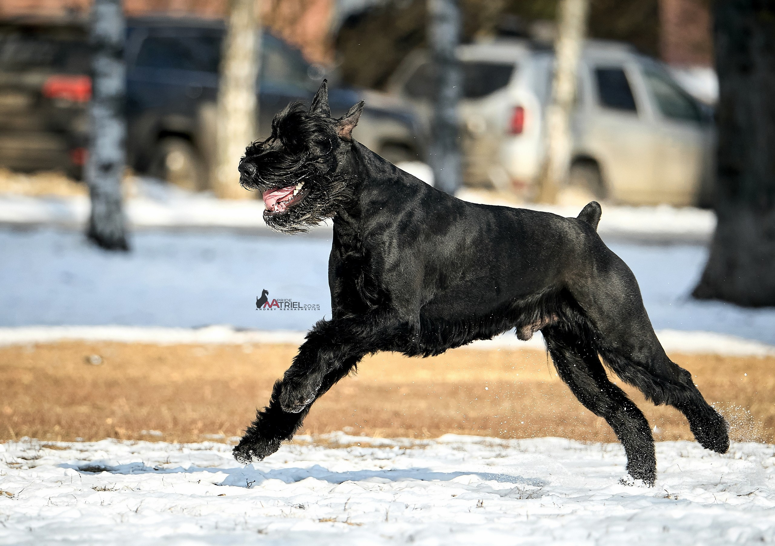 Фотопрогулка с ризеншнауцером