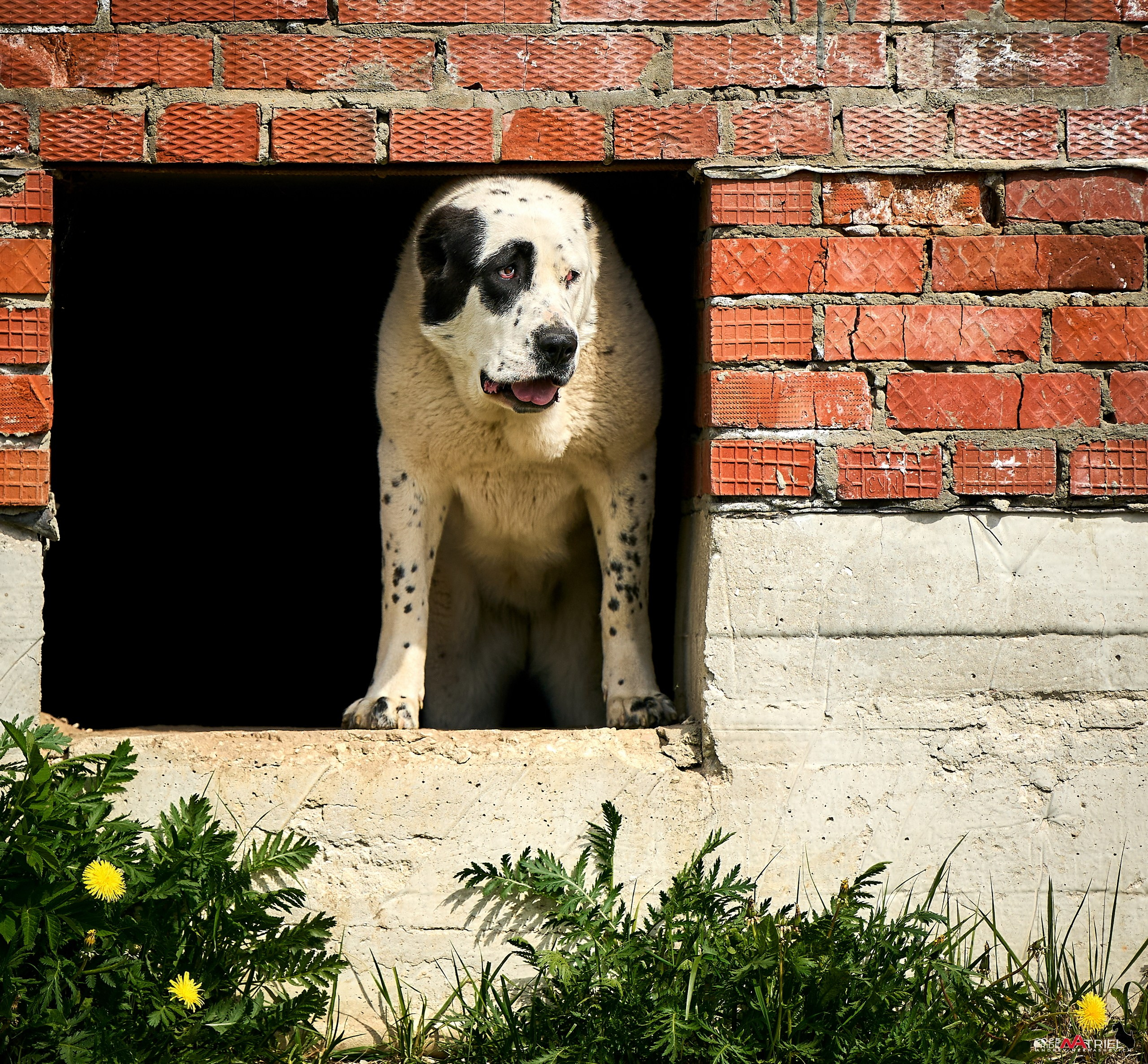 Съемка в питомнике
