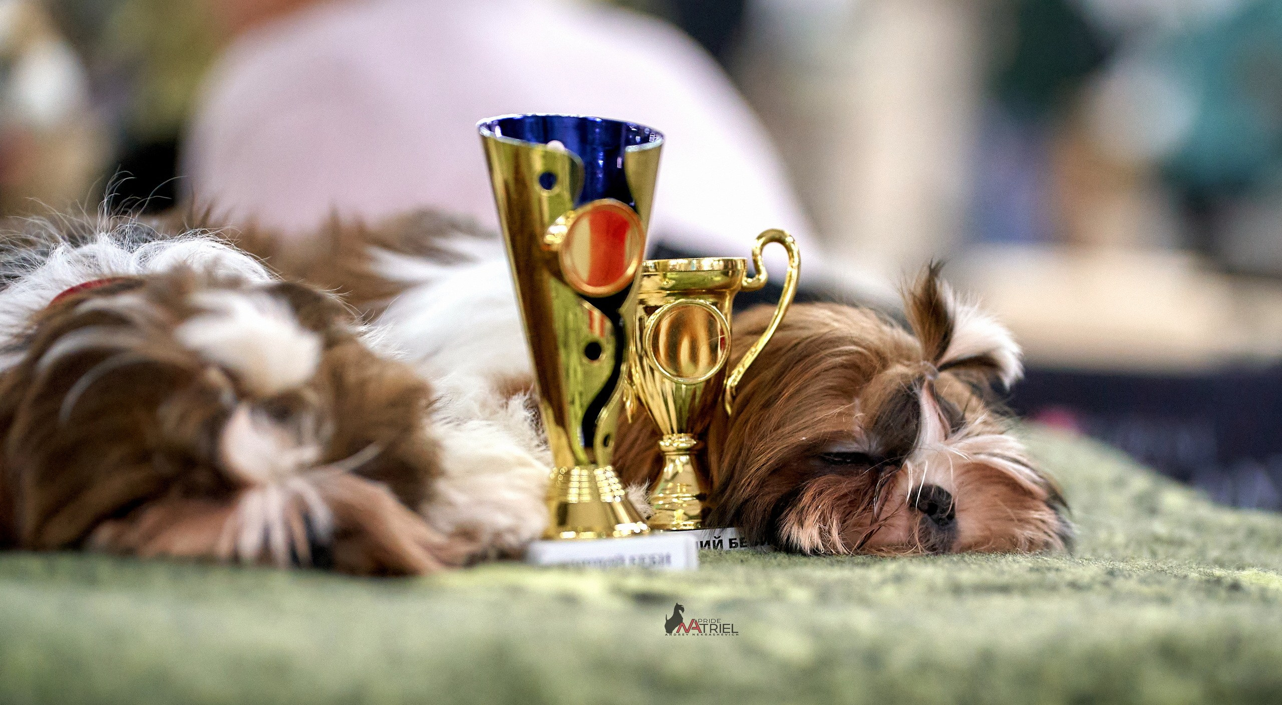 Призовые места — галерея NATRIEL