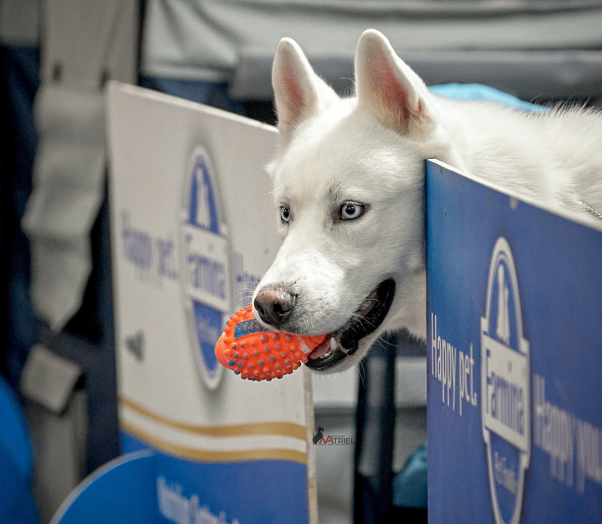 Работа в рингах — галерея NATRIEL