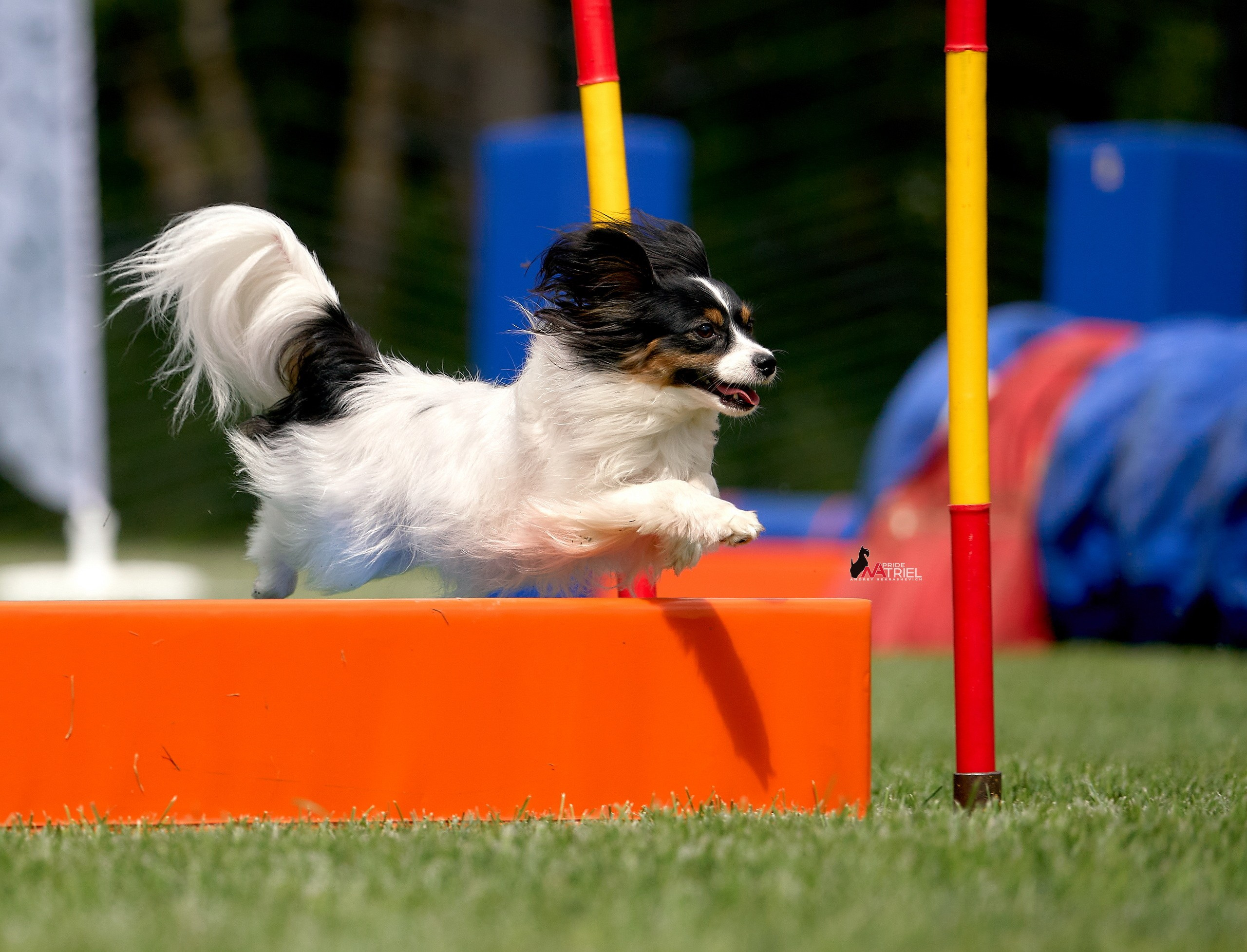 Аджилити — галерея NATRIEL