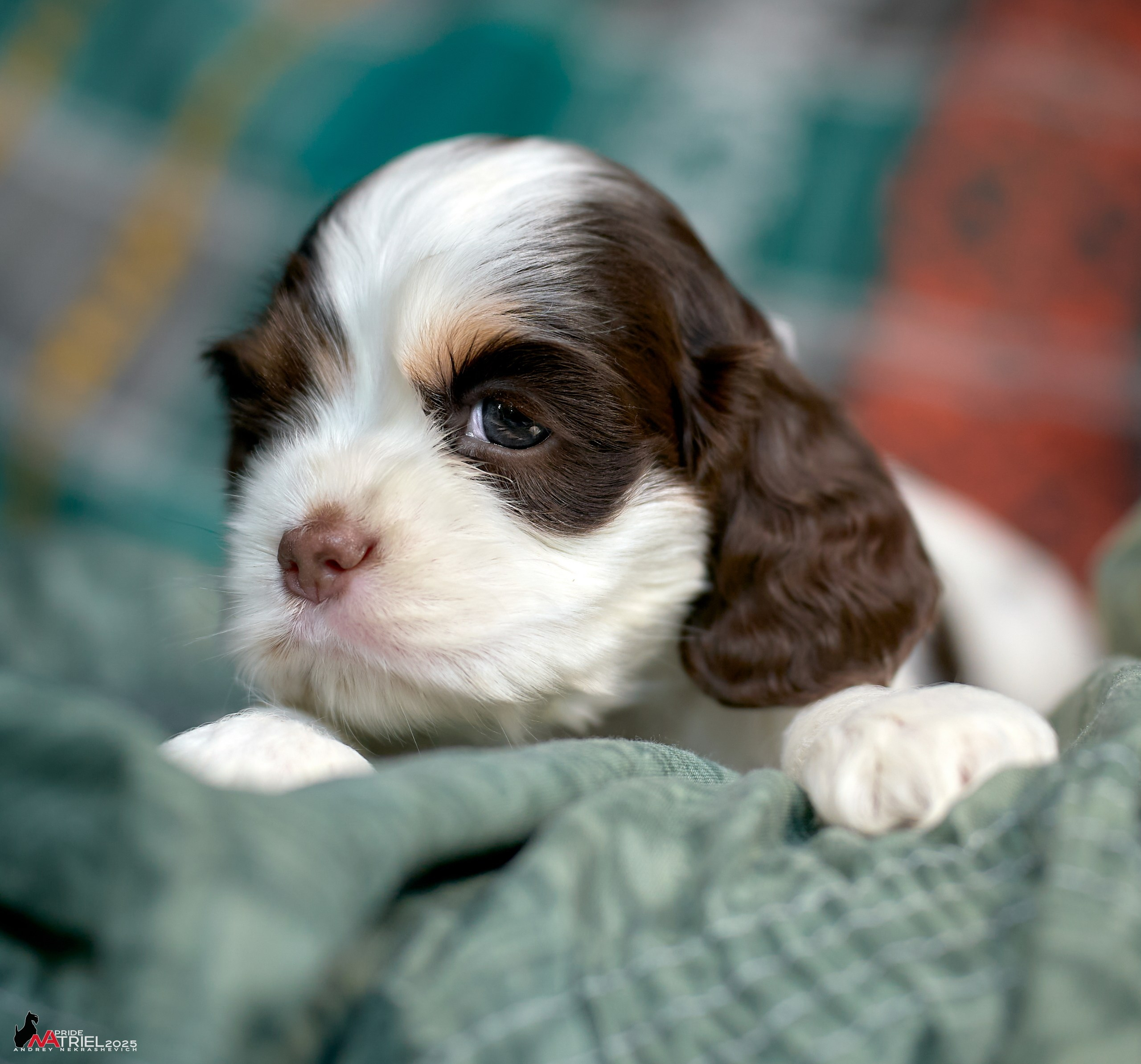 Щенки АмКокеров