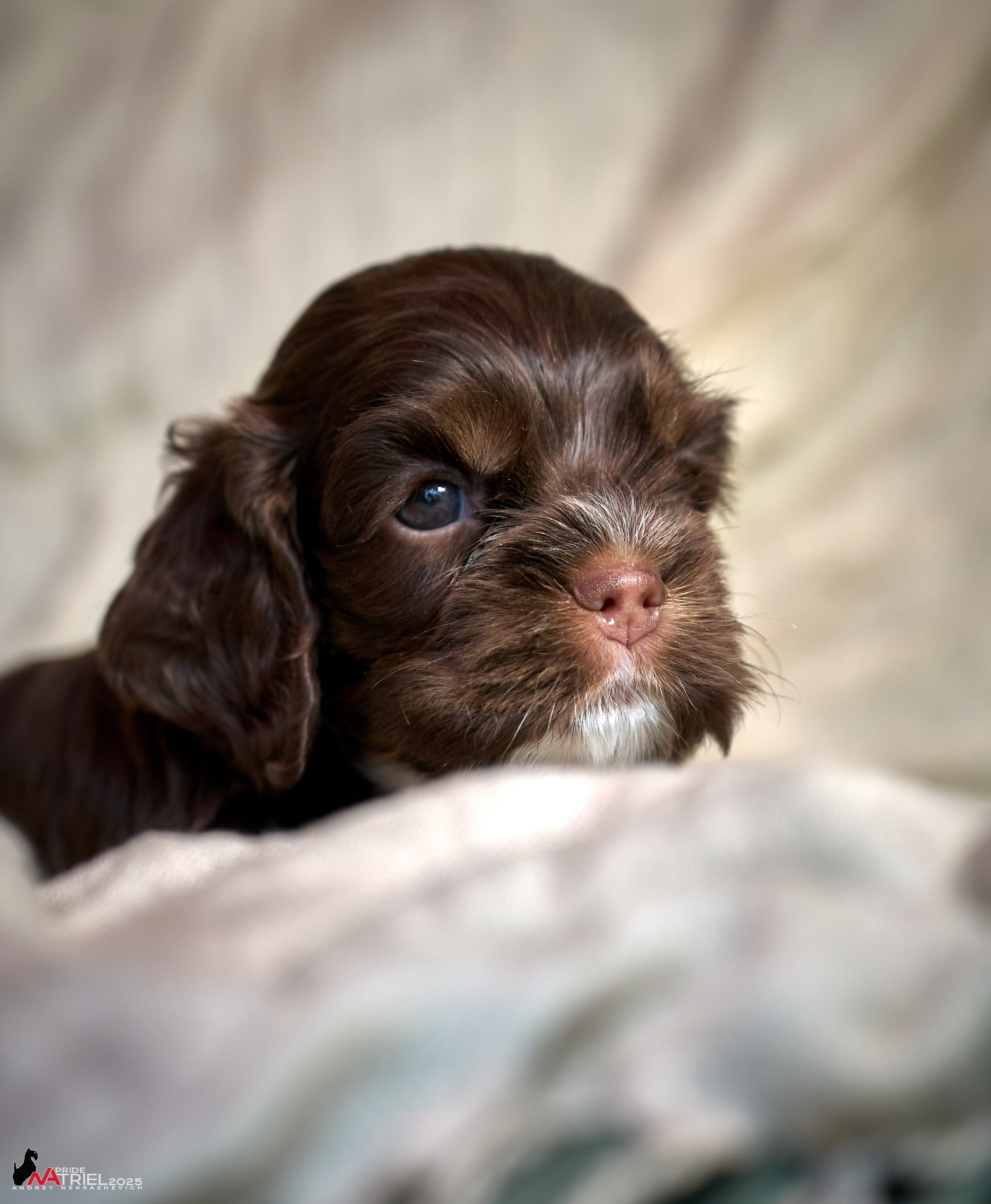 Щенки АмКокеров