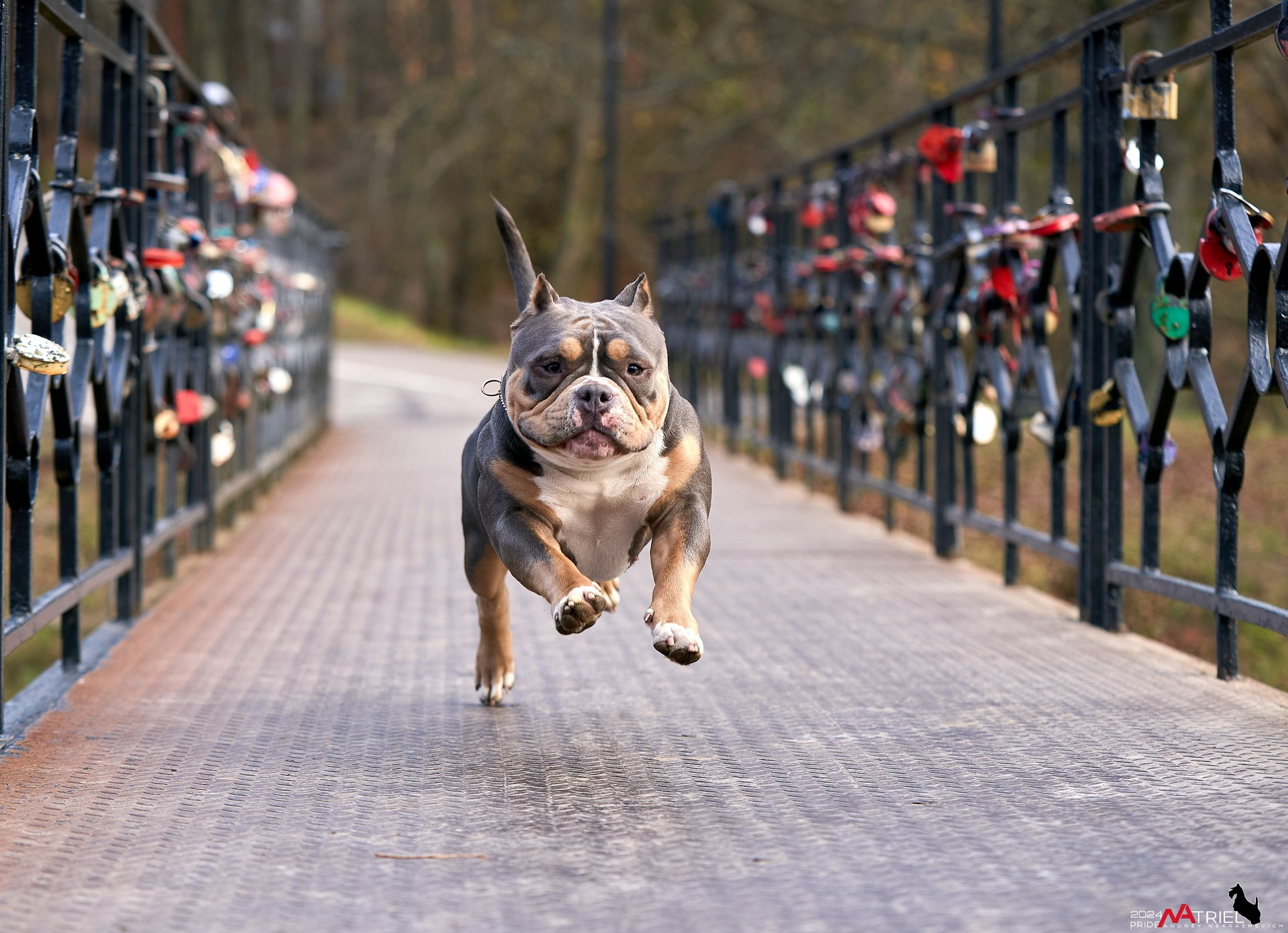 Фотопрогулка с булли в парке