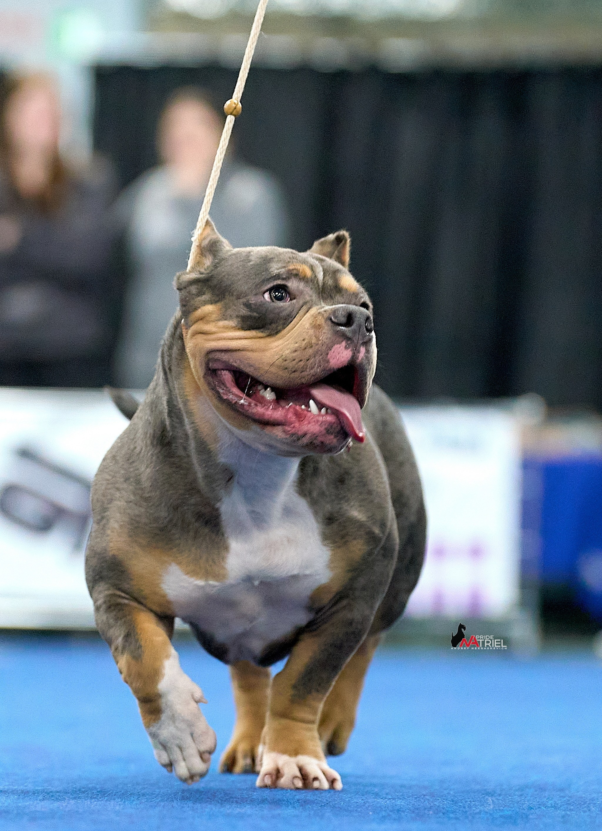 Съемка на выставке БуллиШоу