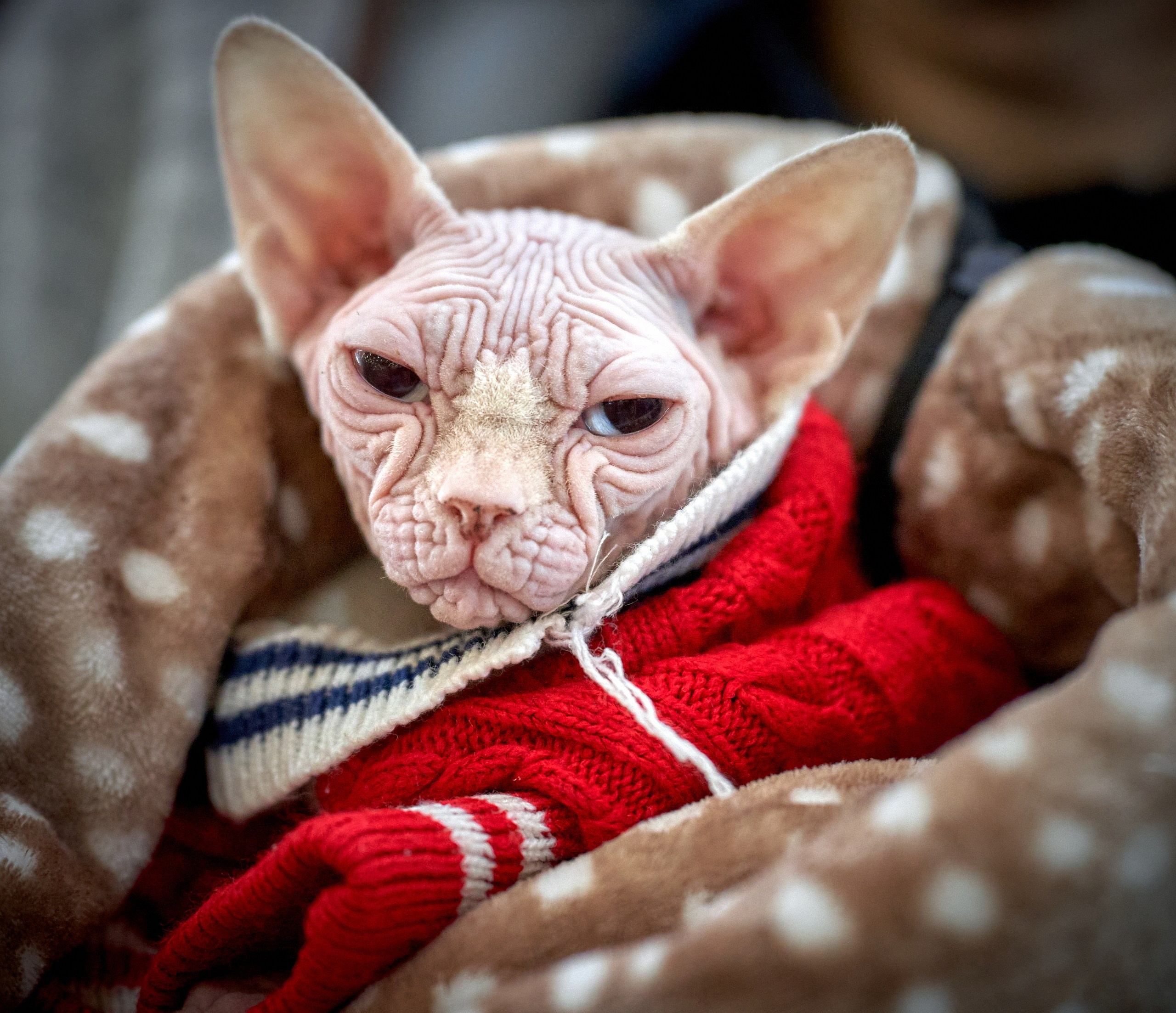 Кошки на выставках — галерея NATRIEL