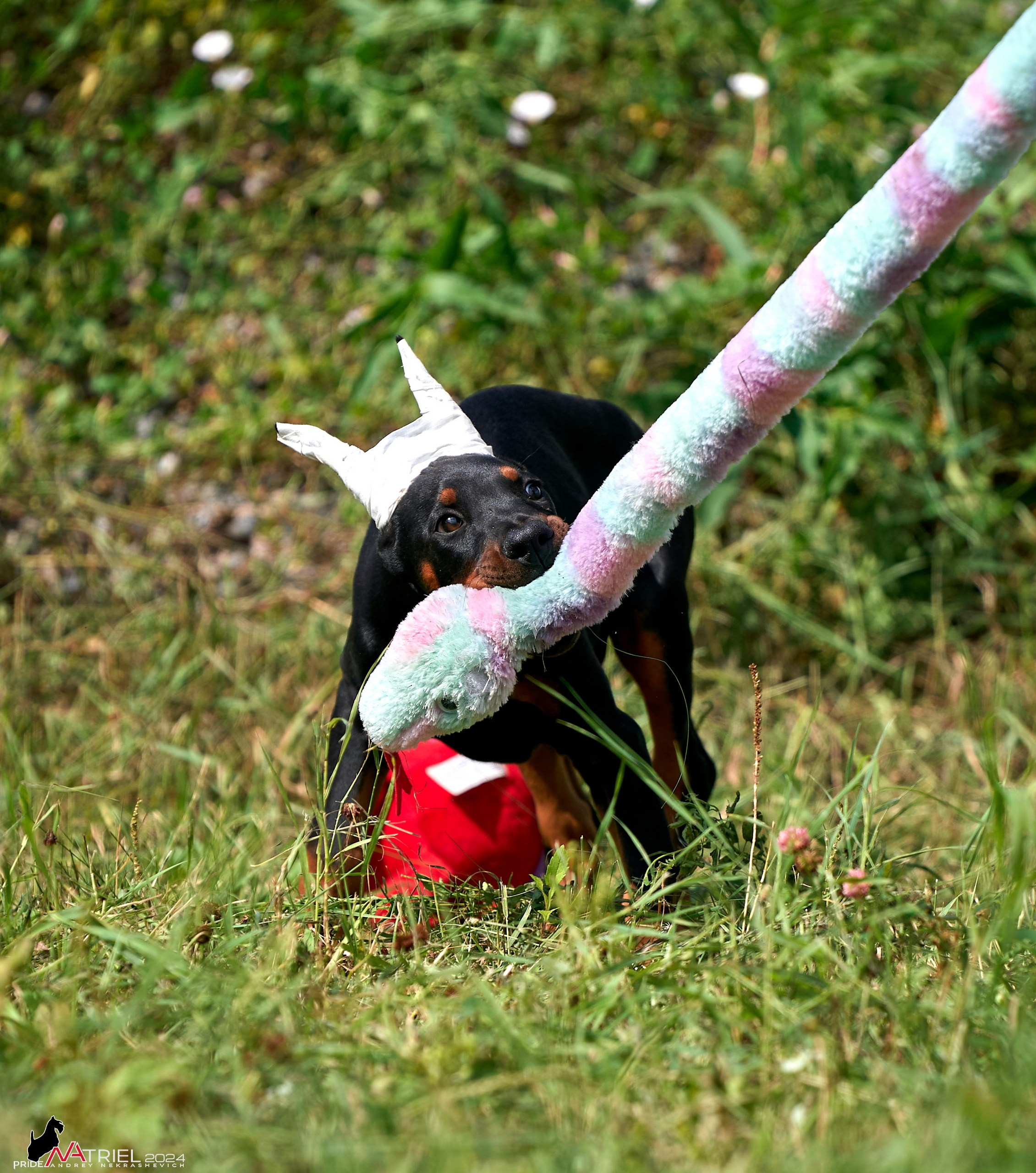 Съемка щенков доберманы