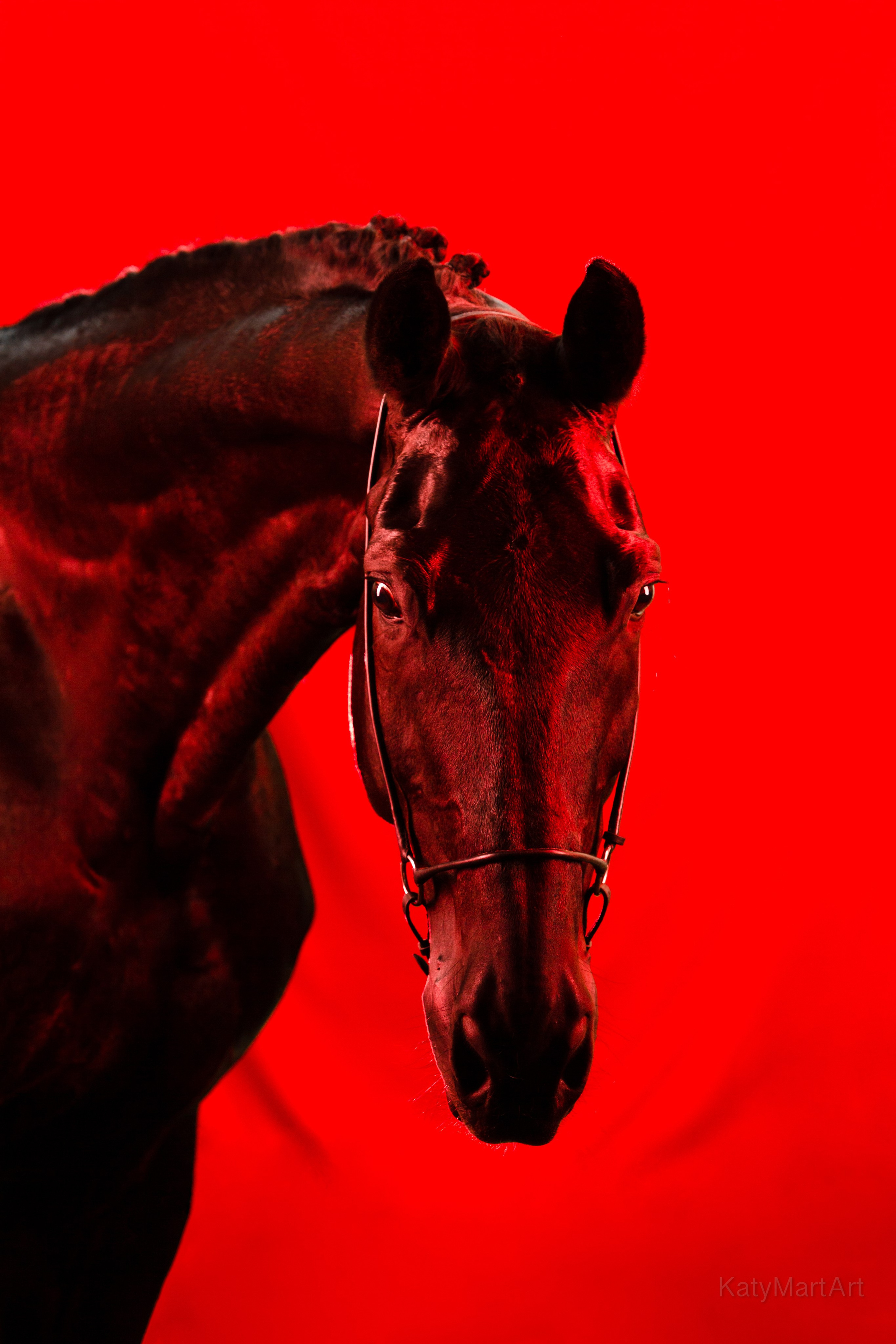 В красном. KatymartArt — Equine photography