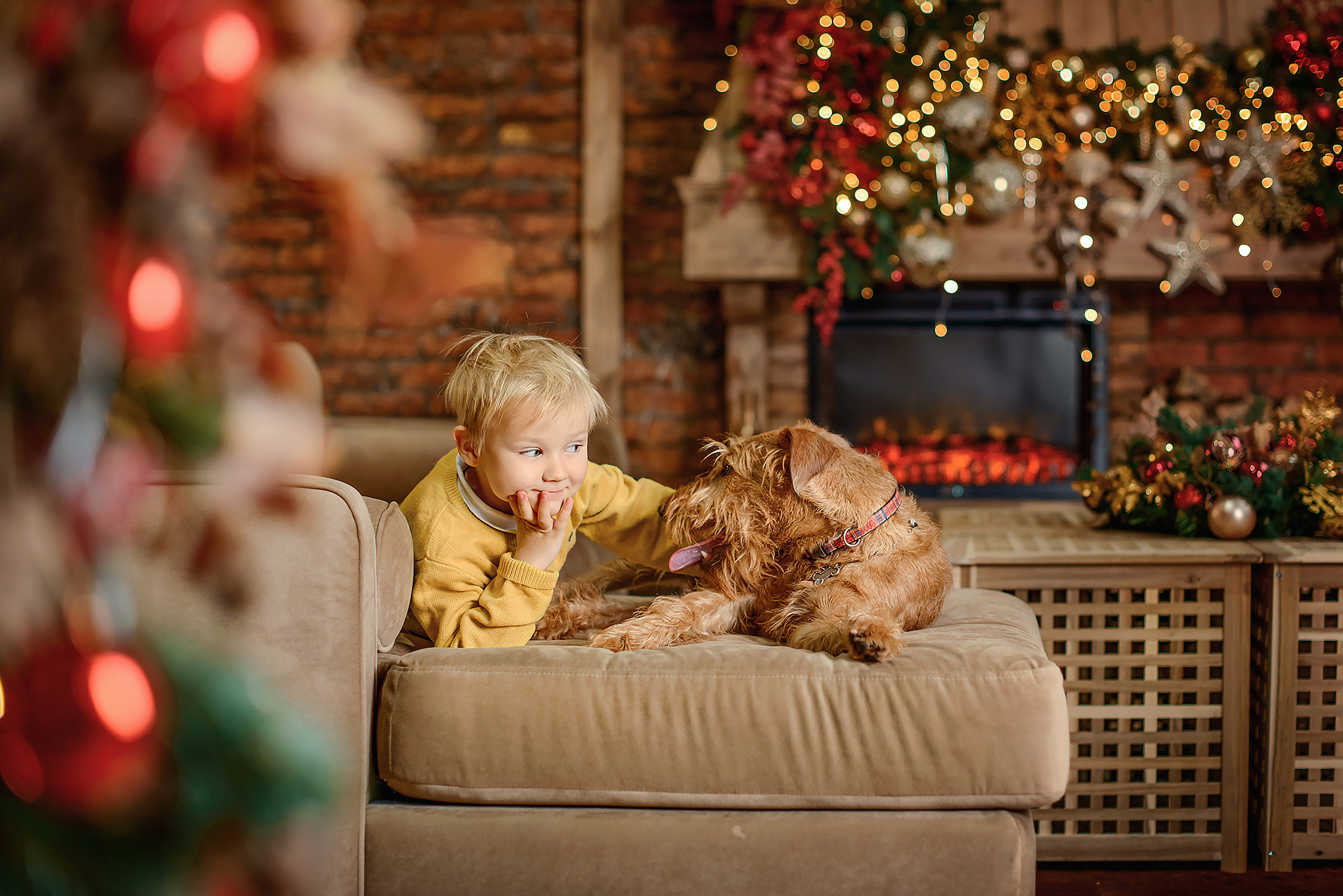 фотосессия с собакой в студии