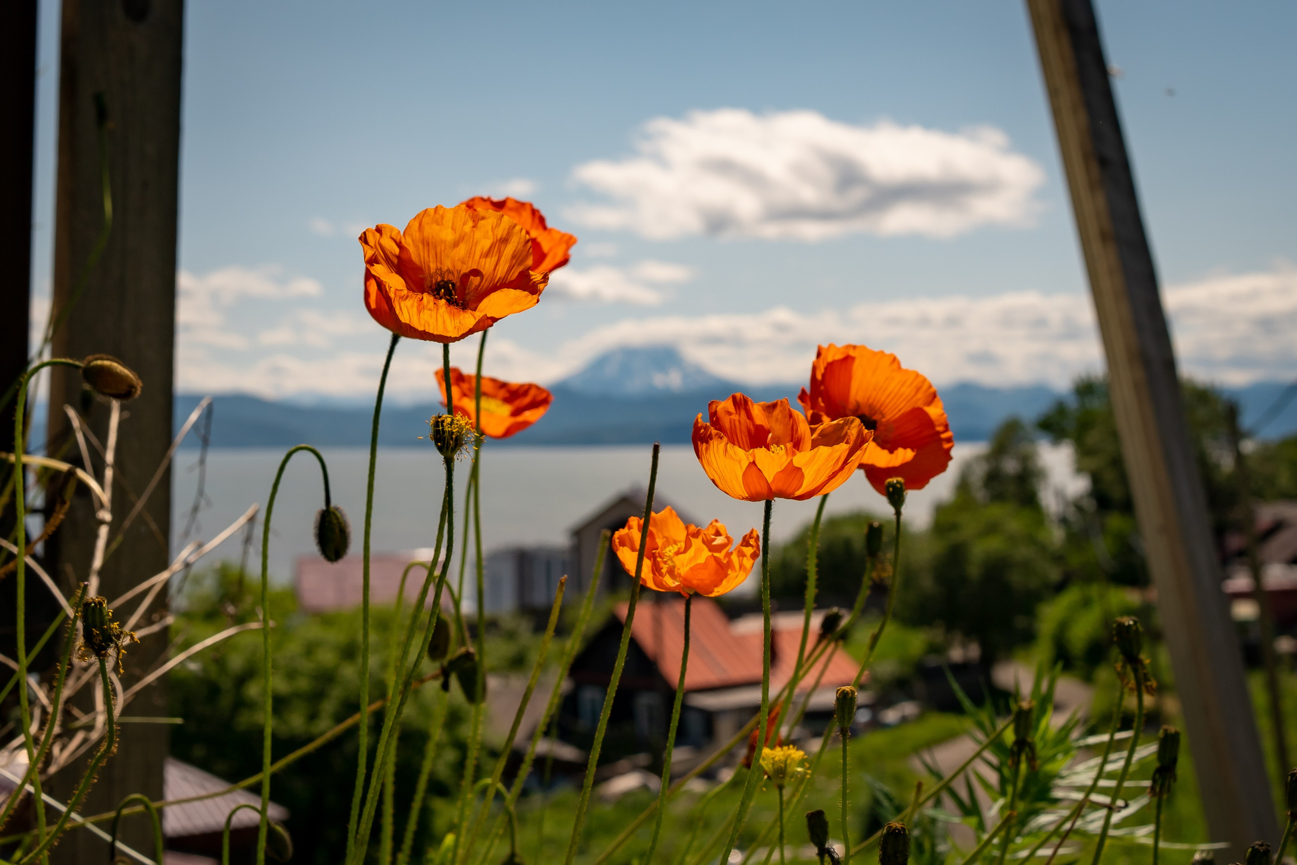 Камчатка. Семейный фотограф Варвара Сорока в городе Москве