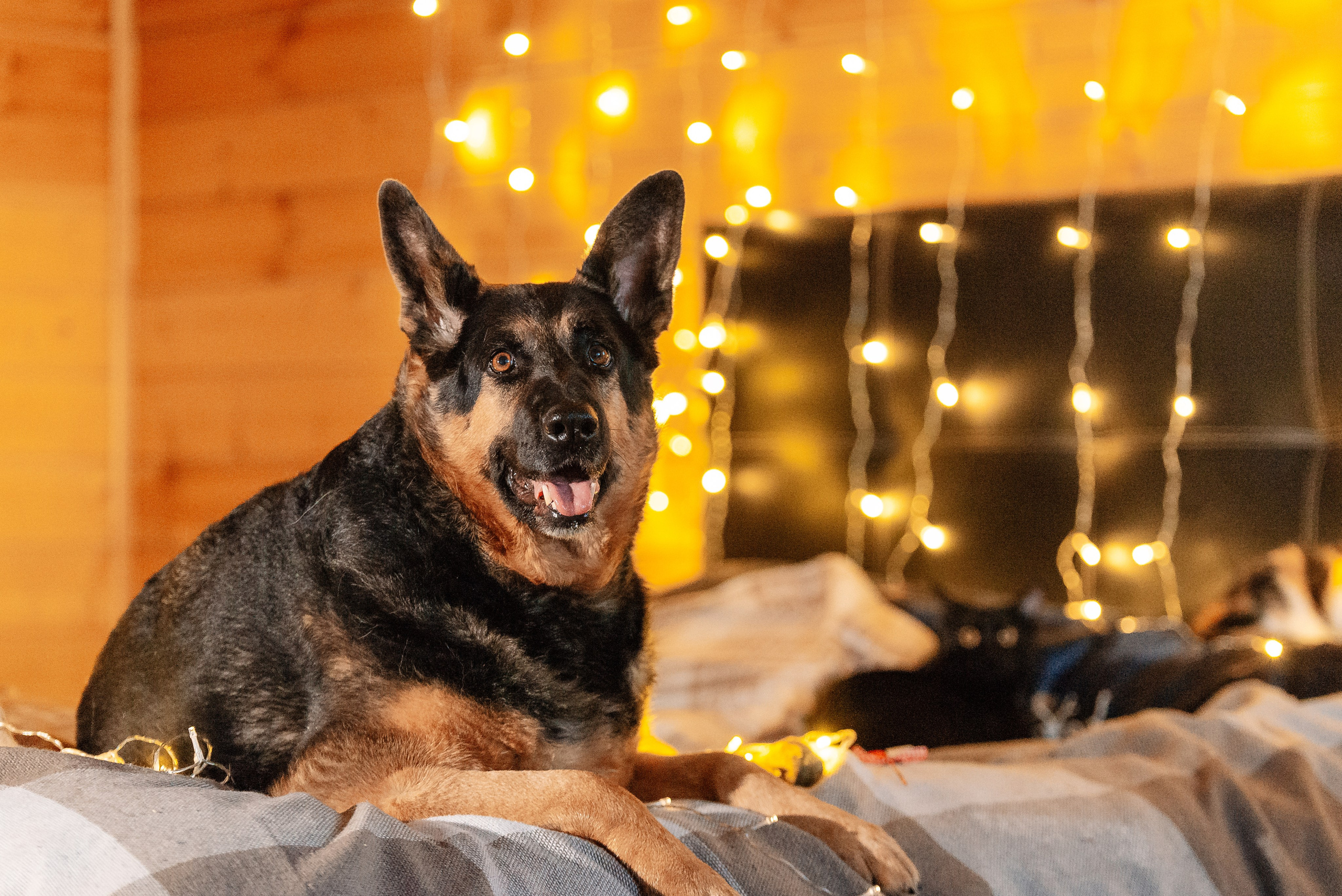 Светлана, Альфа и кошки ✨. Фотограф-анималист Анастасия Парфенова|Екатеринбург