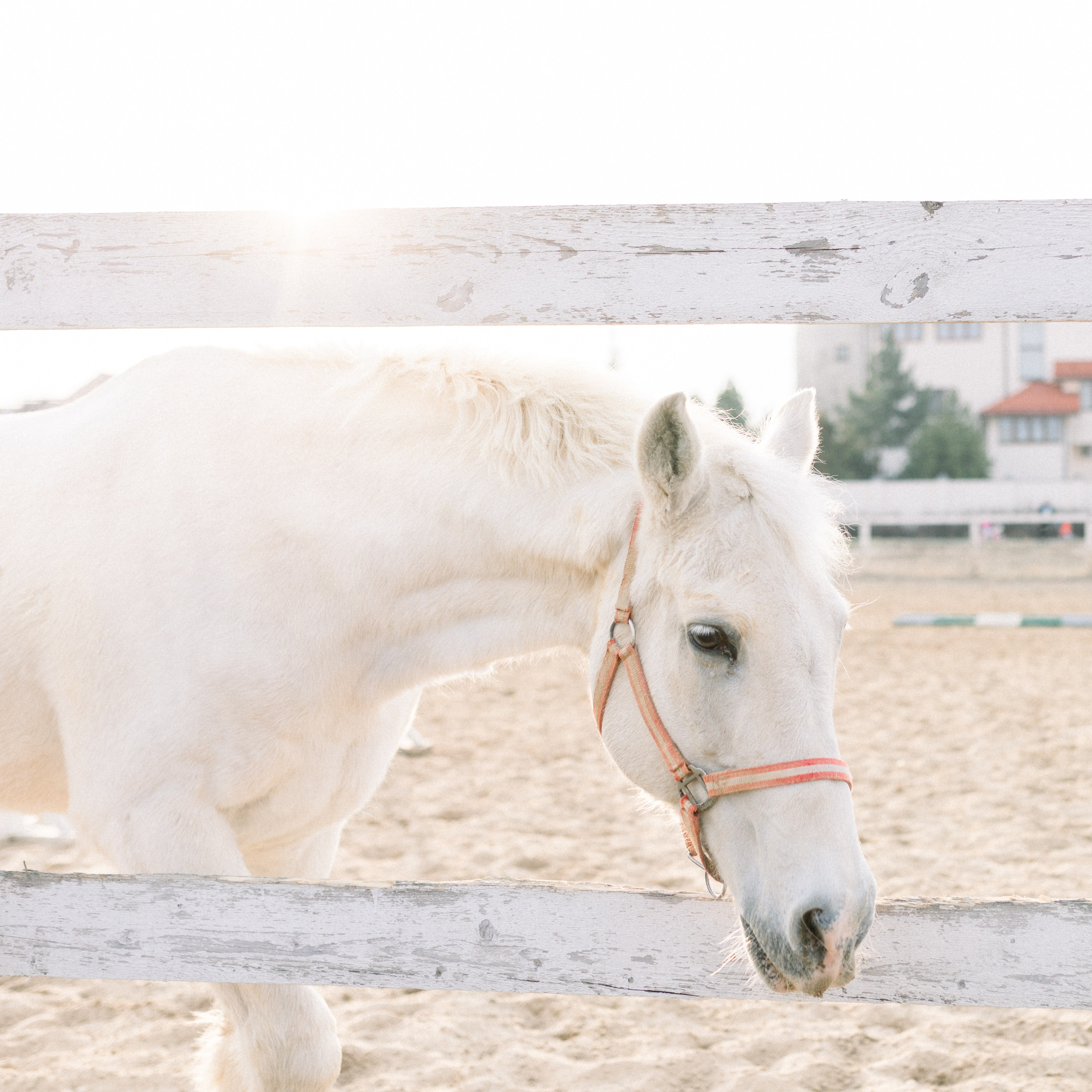 Life. Лена Крутова. Фотограф в Москве