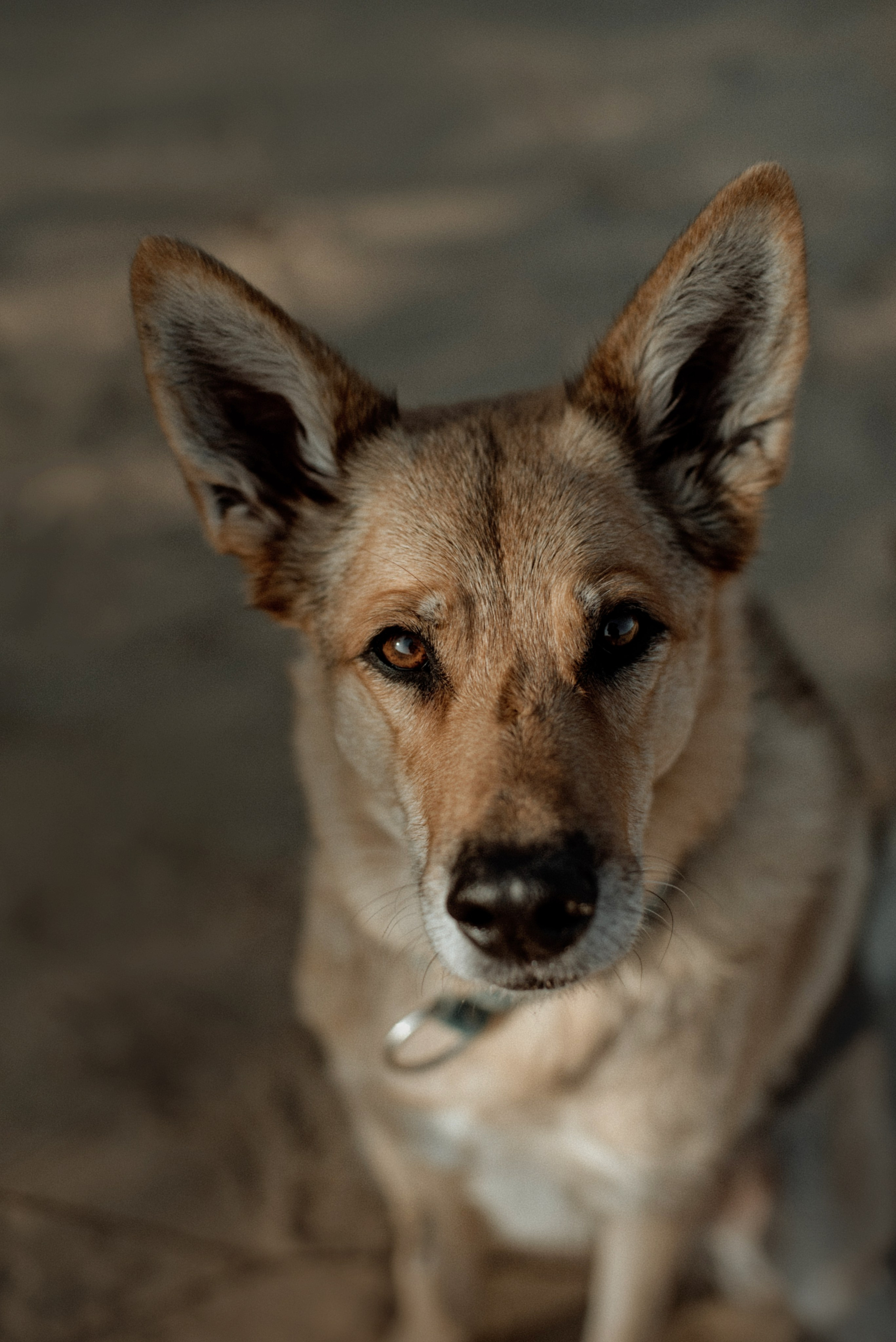 Прогулка: Аня и Шуня. Портфолио