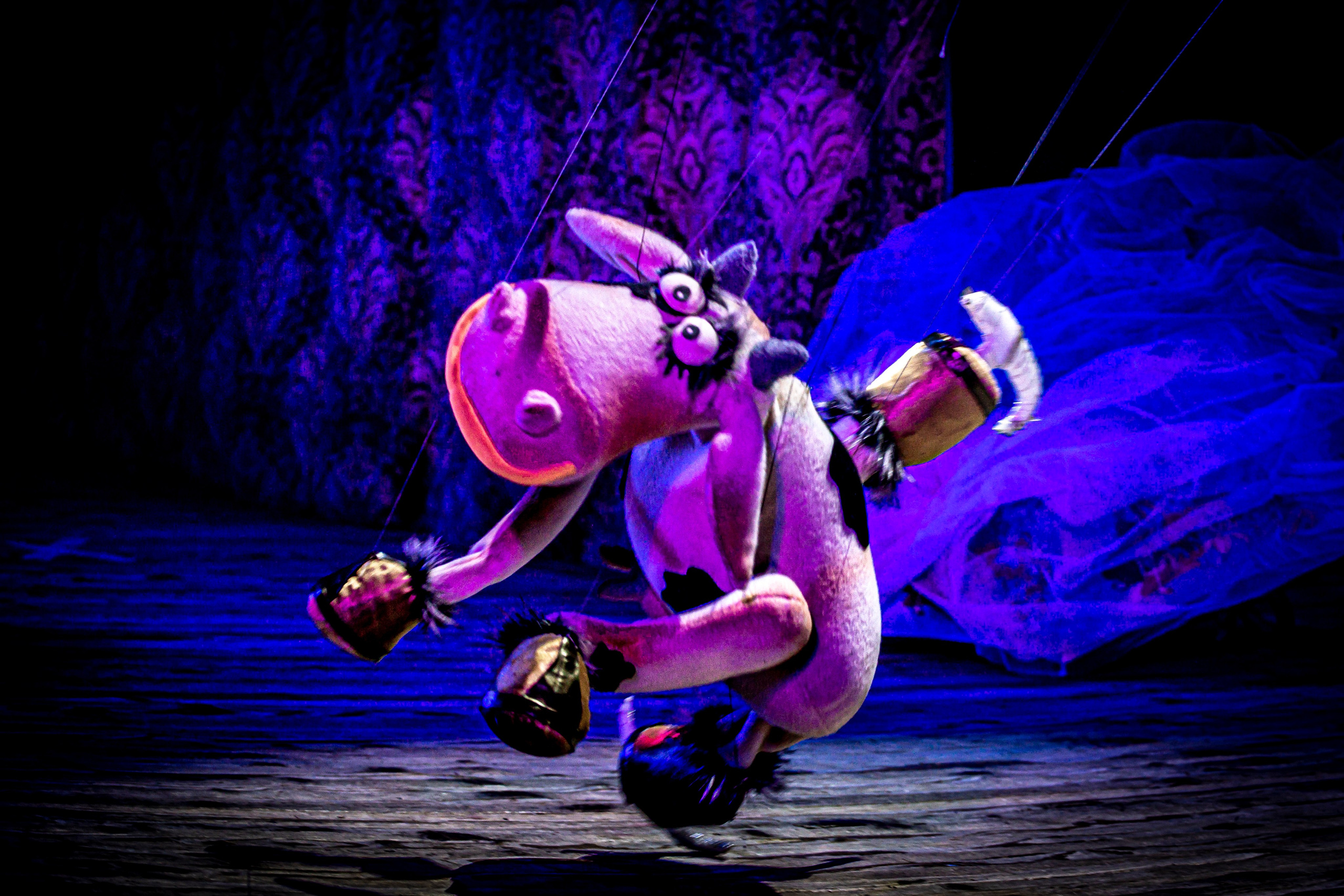 Любопытный слоненок спектакль театра Саквояж. Фотограф в Сочи Юрий Шептаев