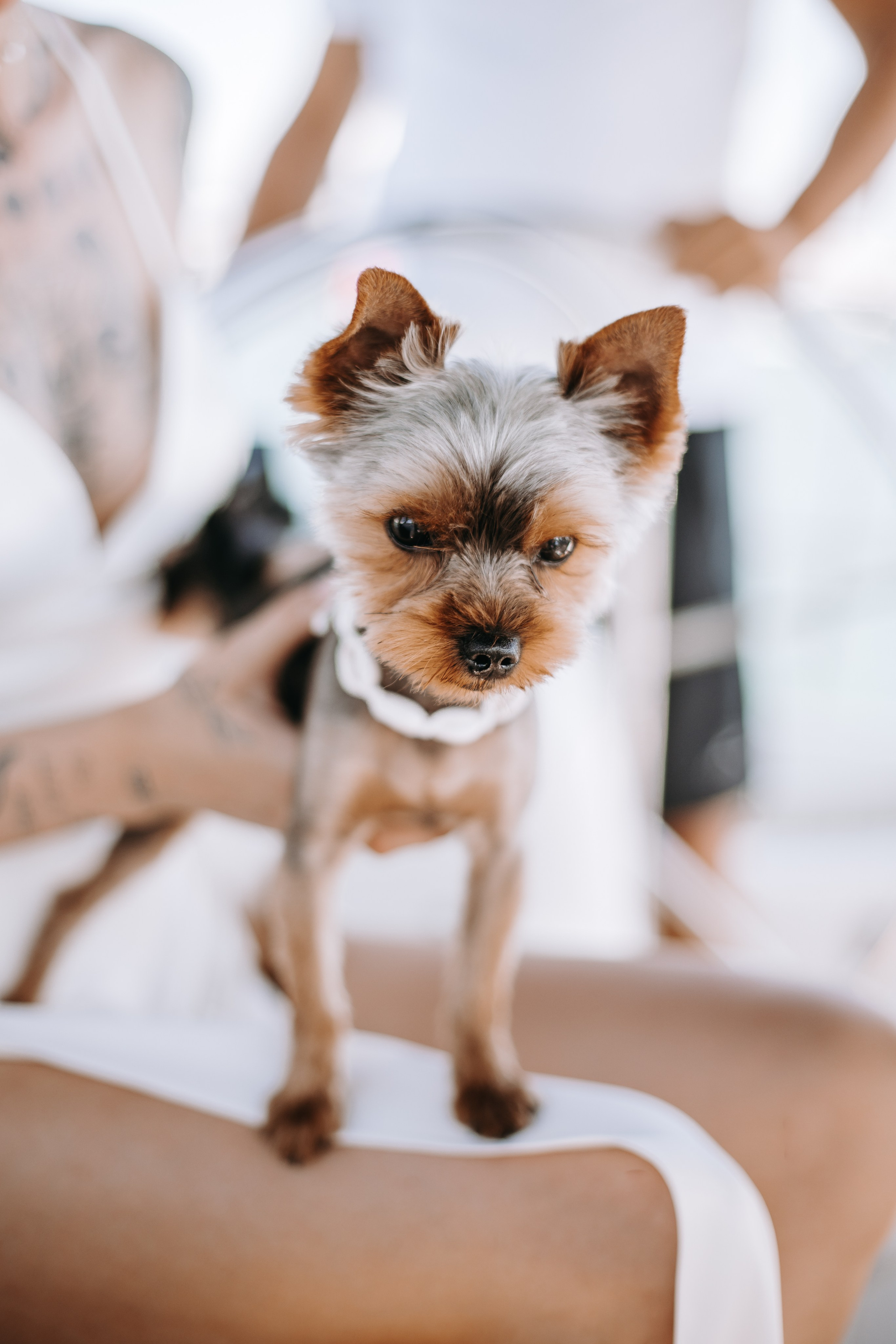 Yacht Wedding. Фотограф на Юге России