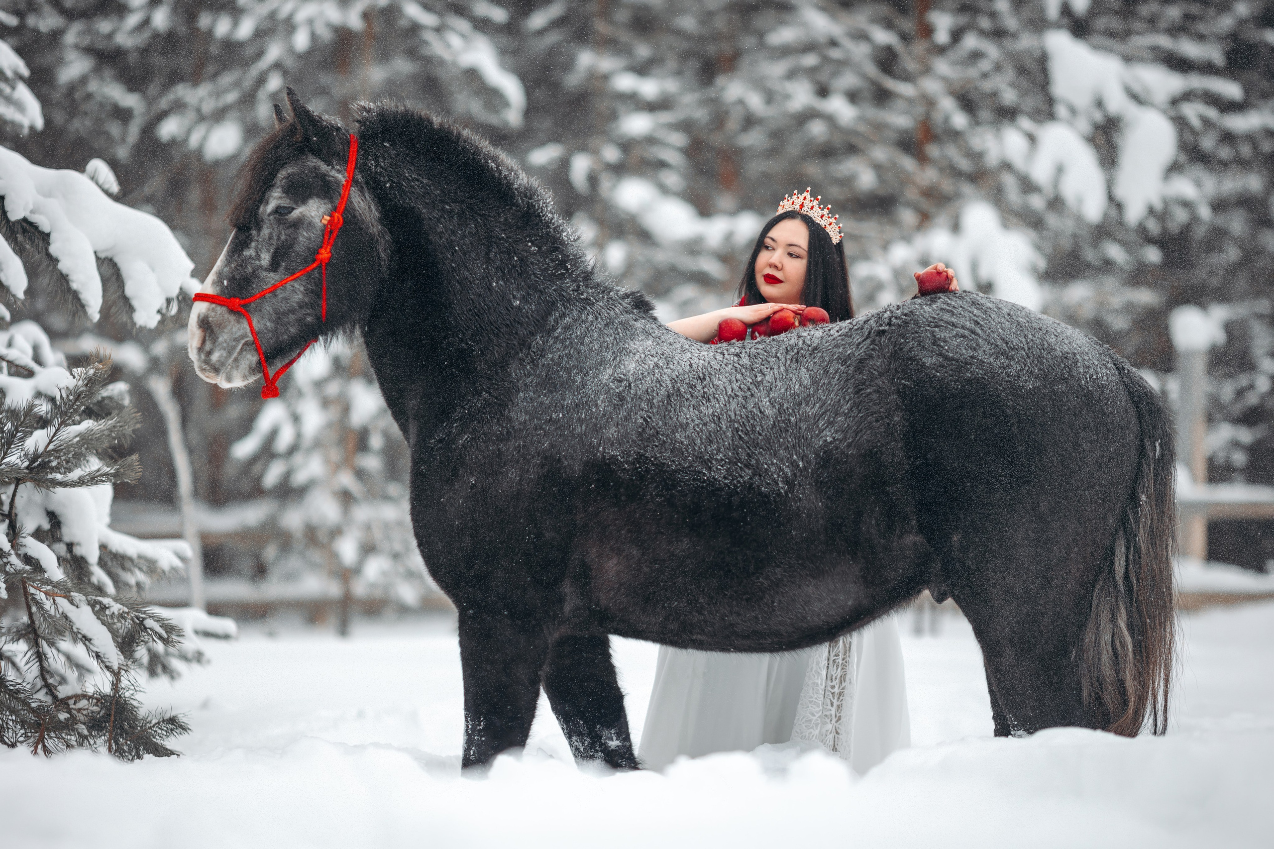 Яблоки на снегу. Анна Молчанова конный фотограф в Тюмени | фотосессии с лошадьми Тюмень