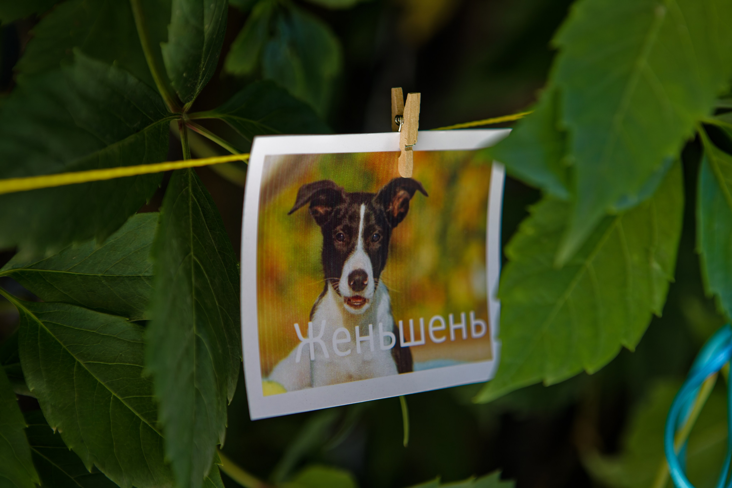 Вечеринка для собак Oh my dog 20.07.2025. Репортажный и спортивный фотограф в г. Пермь Зильберг Павел