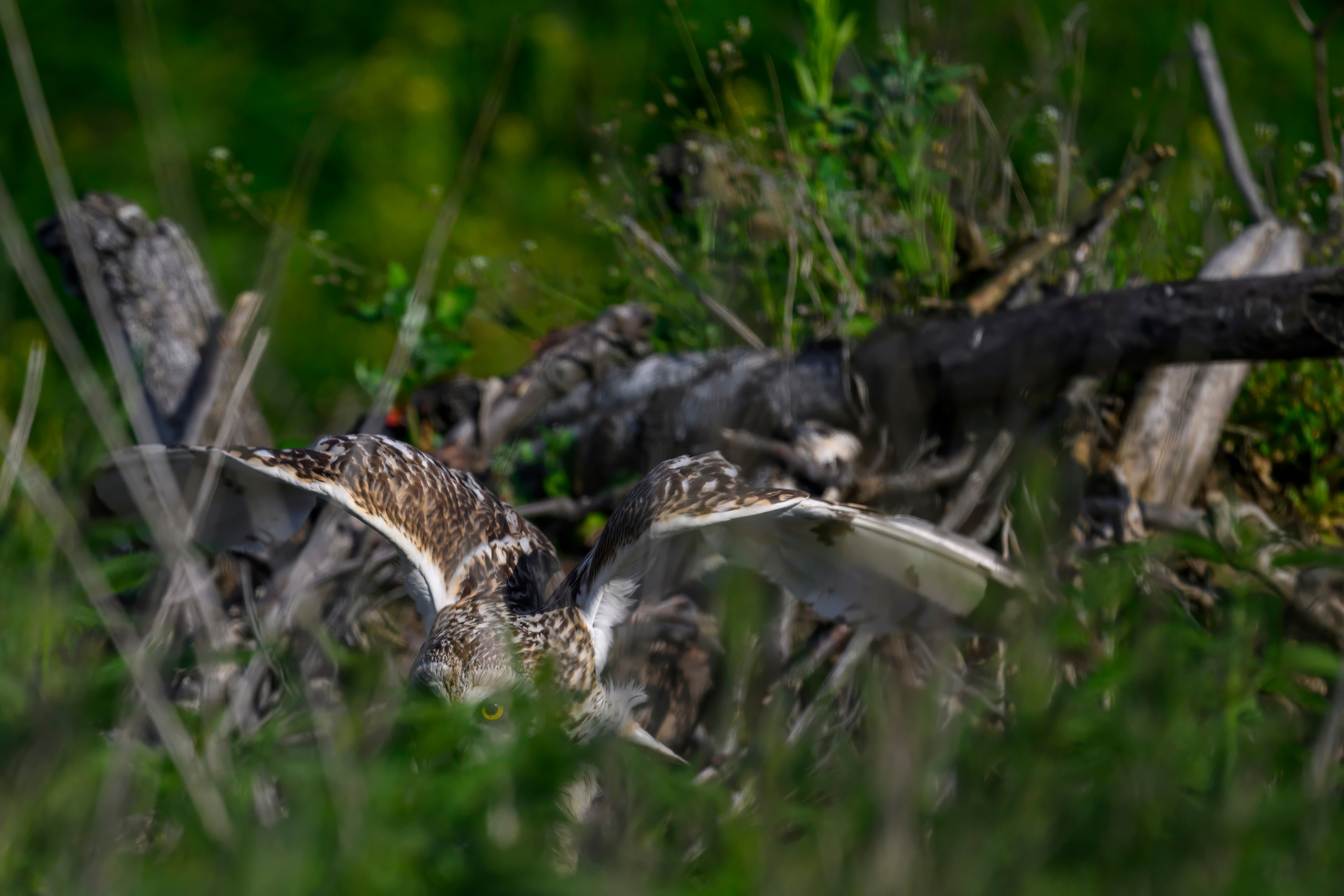 Совы и веретенники. Фотограф Сергей Пупонин