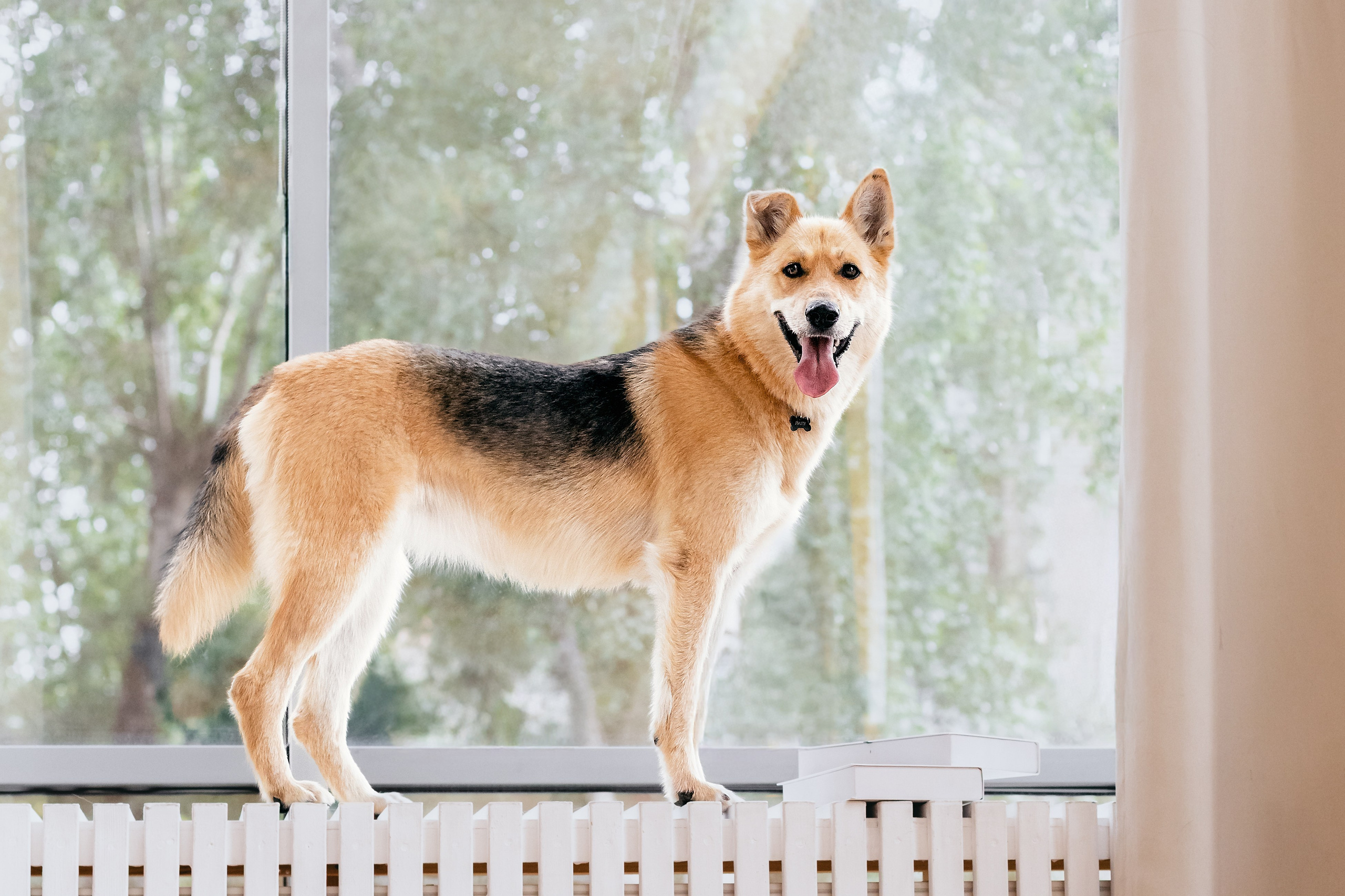 Студия лето 2025. Фотограф-анималист Татьяна Степанова