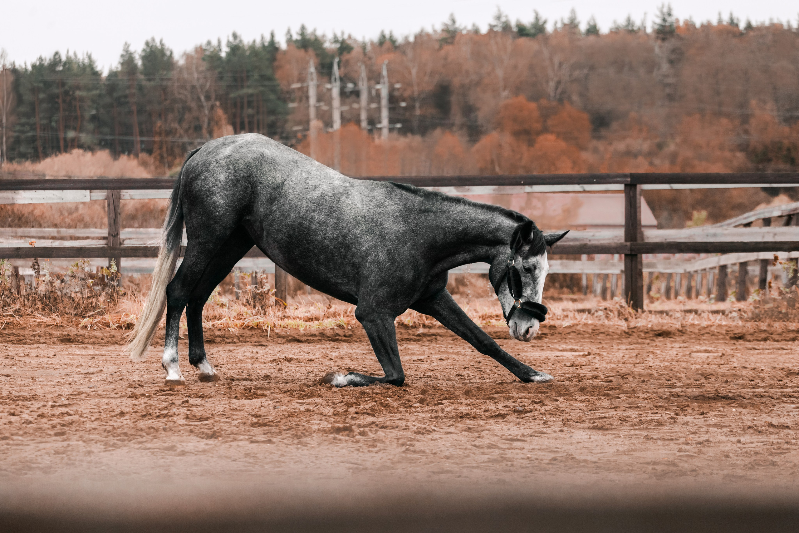 Аня и Джози. Фотограф-анималист Татьяна Степанова
