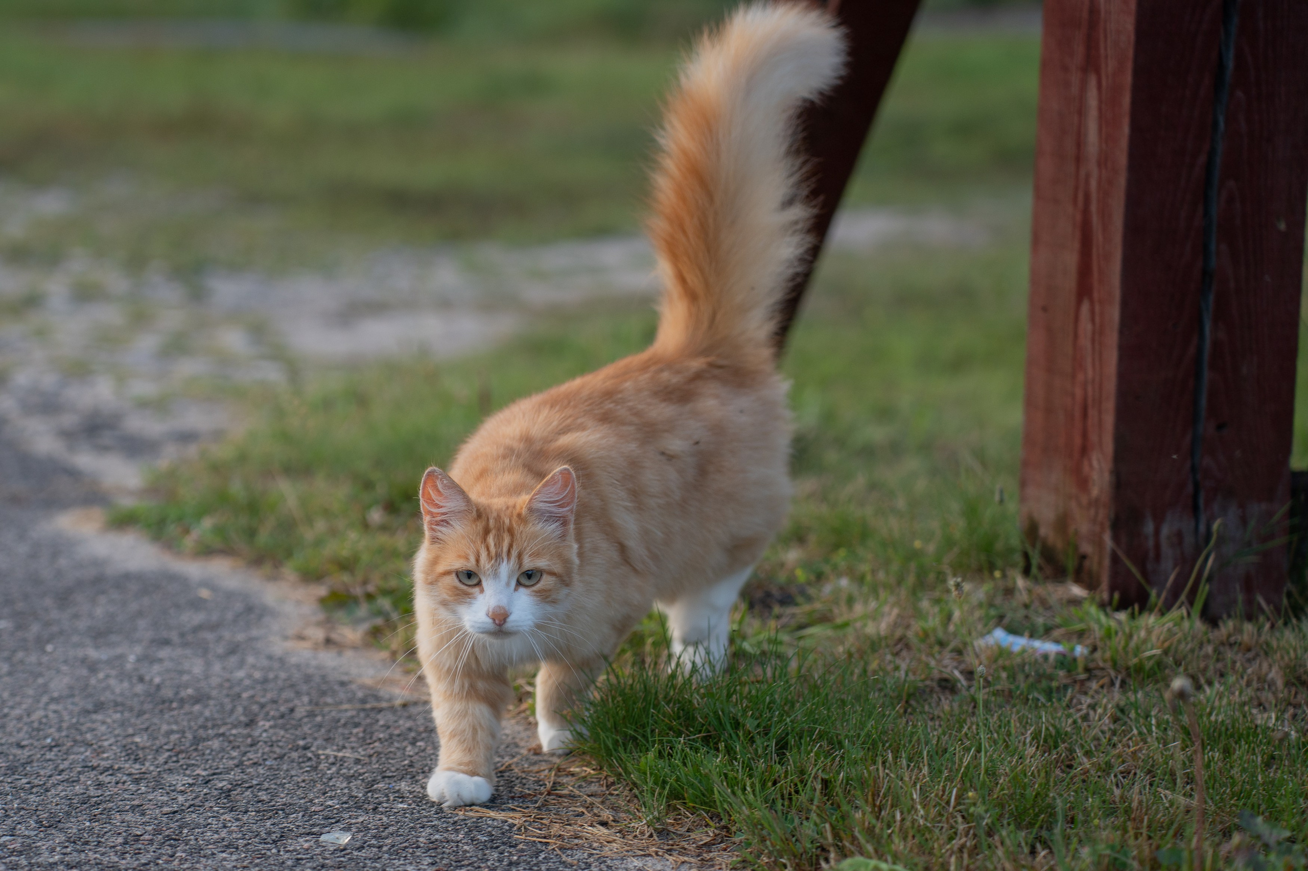 Анимализм. Портретный фотограф Олеся Владимирова в Москве