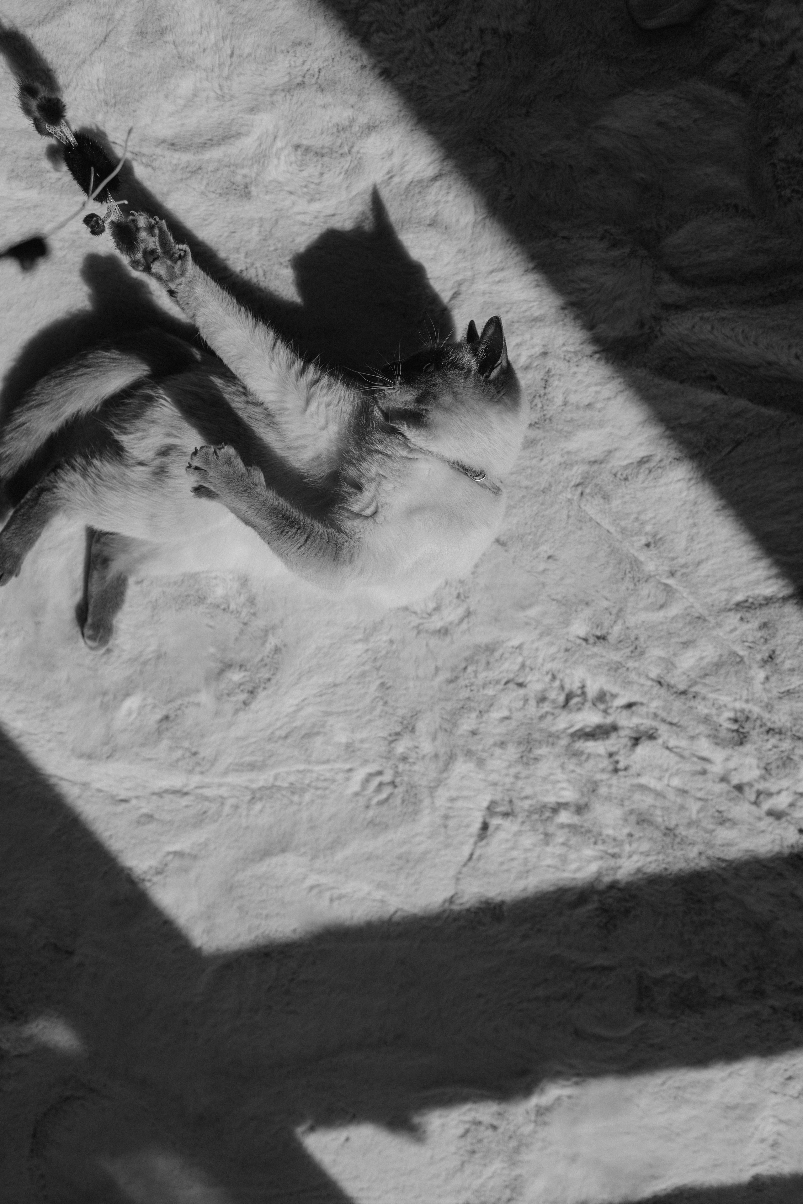 Бэлла, Деми и Луна. Фотораф — анималист Мария Шистка