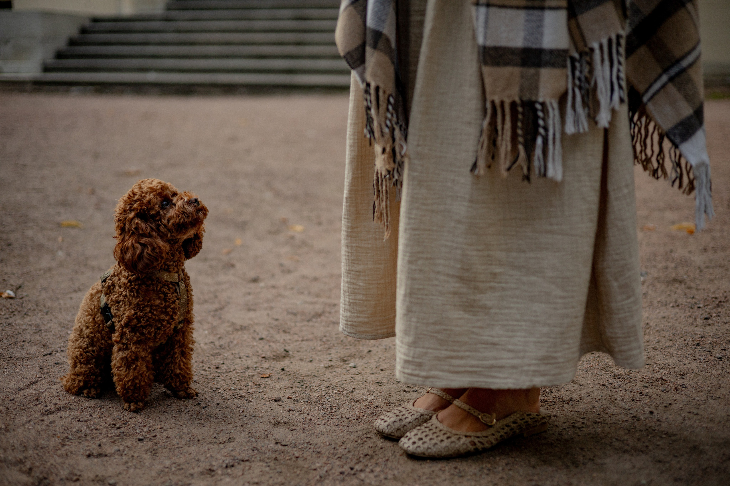 Мишель и её семья. Фотограф — анималист •love-story•|Санкт-Петербург