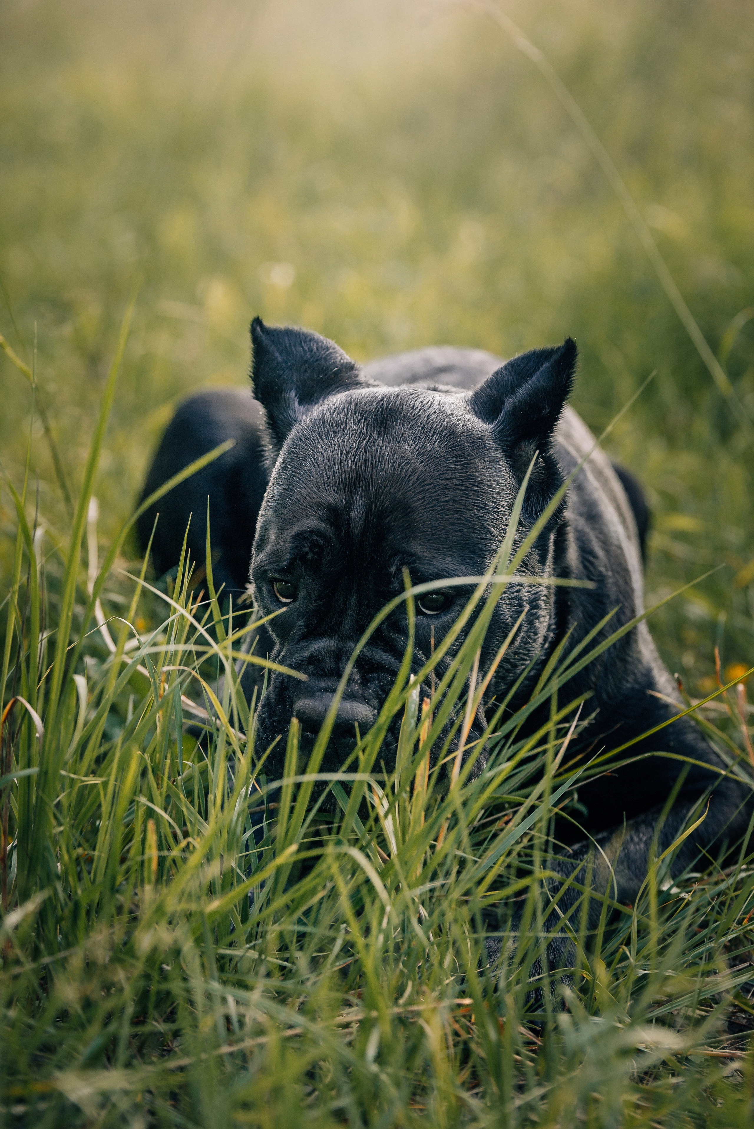 Арина и Николь. Фотограф-анималист Анастасия Парфенова|Екатеринбург