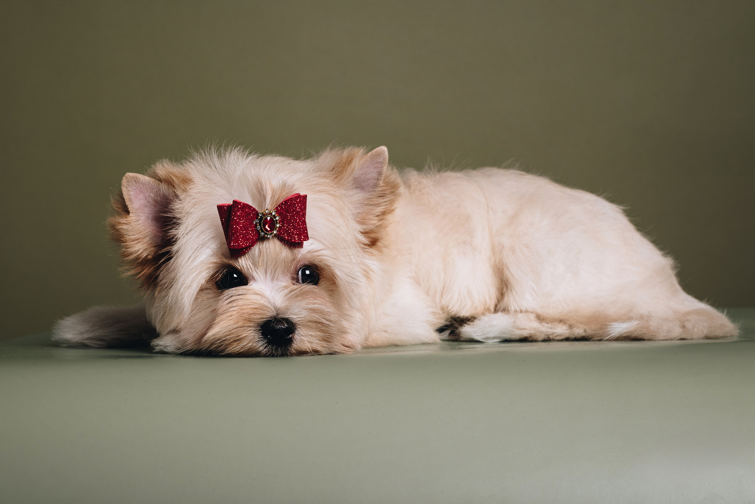 Russian Salon Dog. Natalia Finch Photography — Family, Kids & Pet Photographer in Chicago, IL
