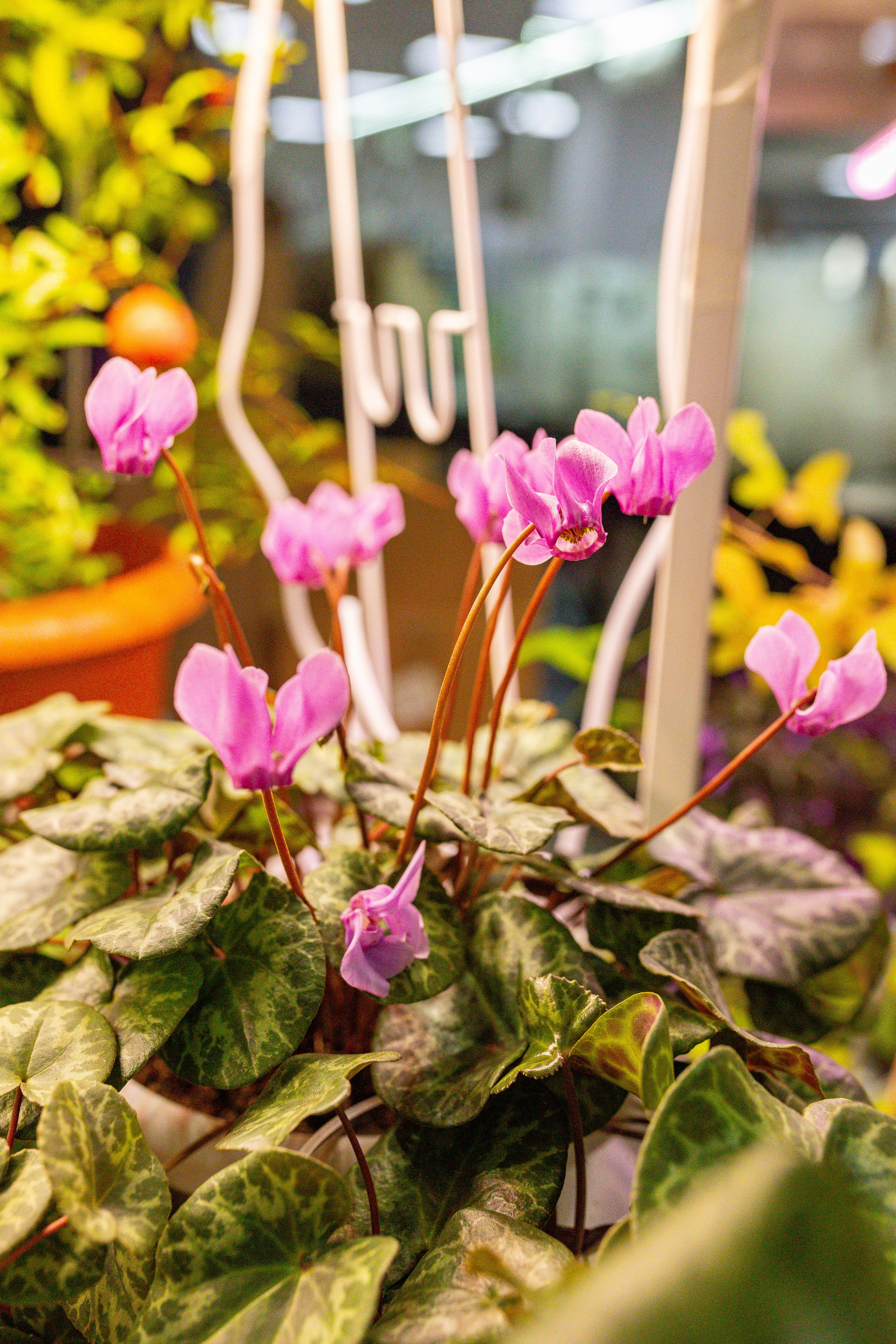 Монстериум 11–12 октября. Александра Куликова фотограф, Москва