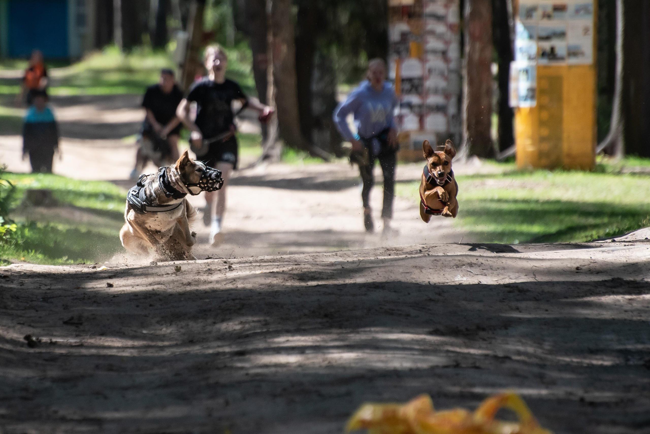 Всплеск эмоций 2023 Кинологический фестиваль. Фотограф Макс Огурцов в Нижнем Новгороде