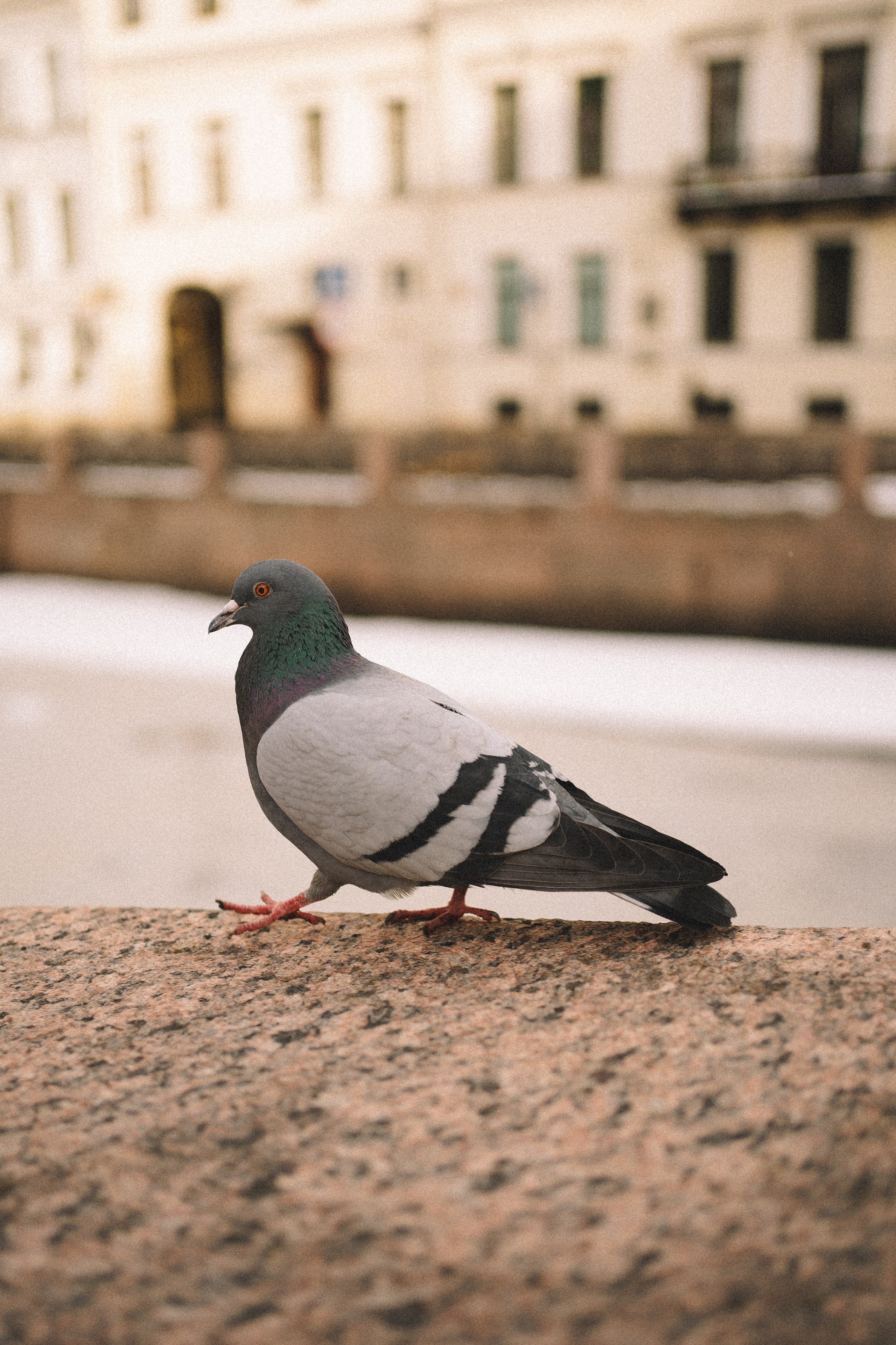 D & A. Фотограф Санкт-Петербург/Гомель Виктория Петрова