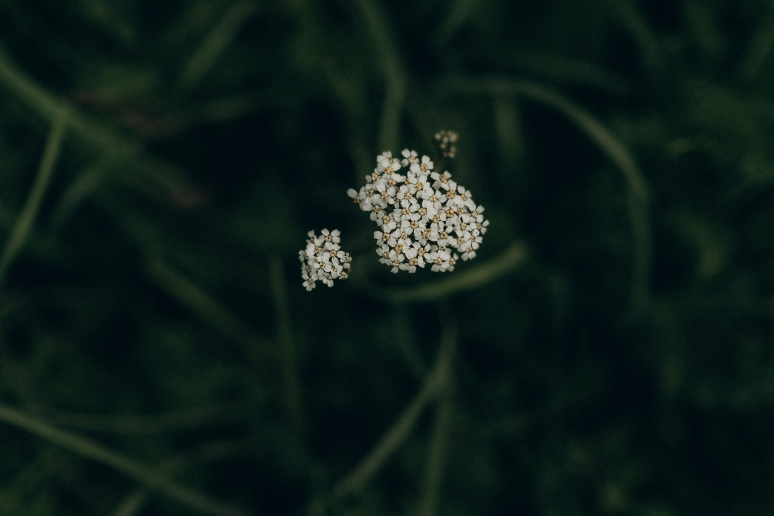 На рассвете. Фотограф в Москве Ольга Елоева