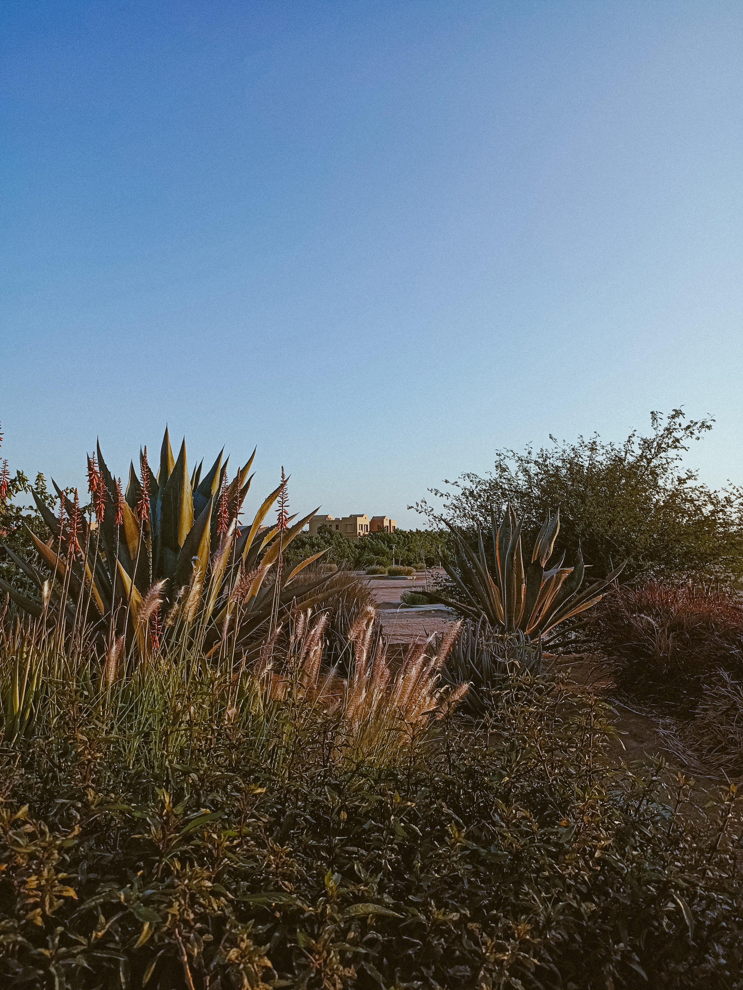 Мобильная. Jorgis — фотограф в Хургаде / обучение фотографии