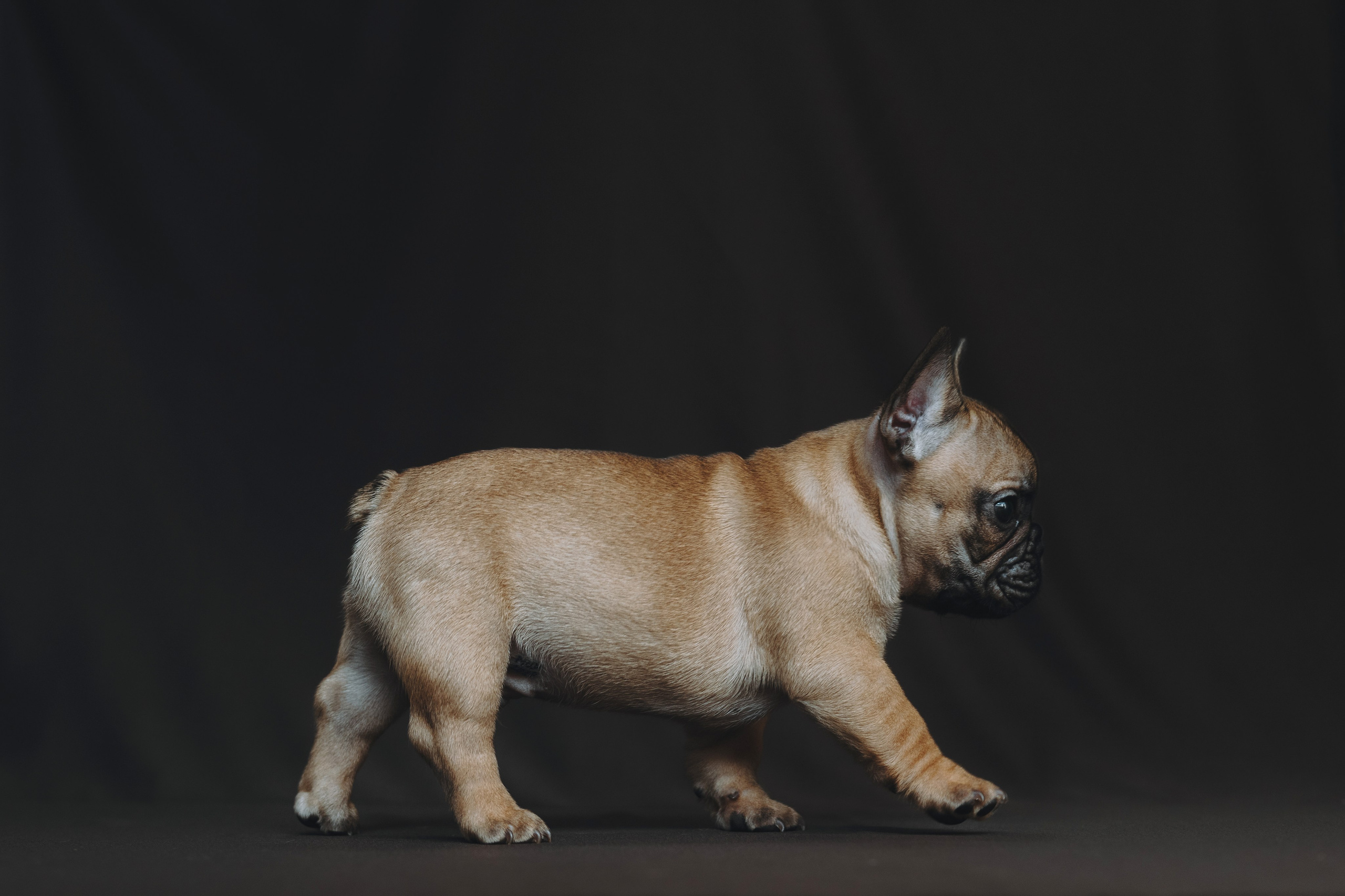 Щеночки. Фотограф — анималист Владивосток, Алина