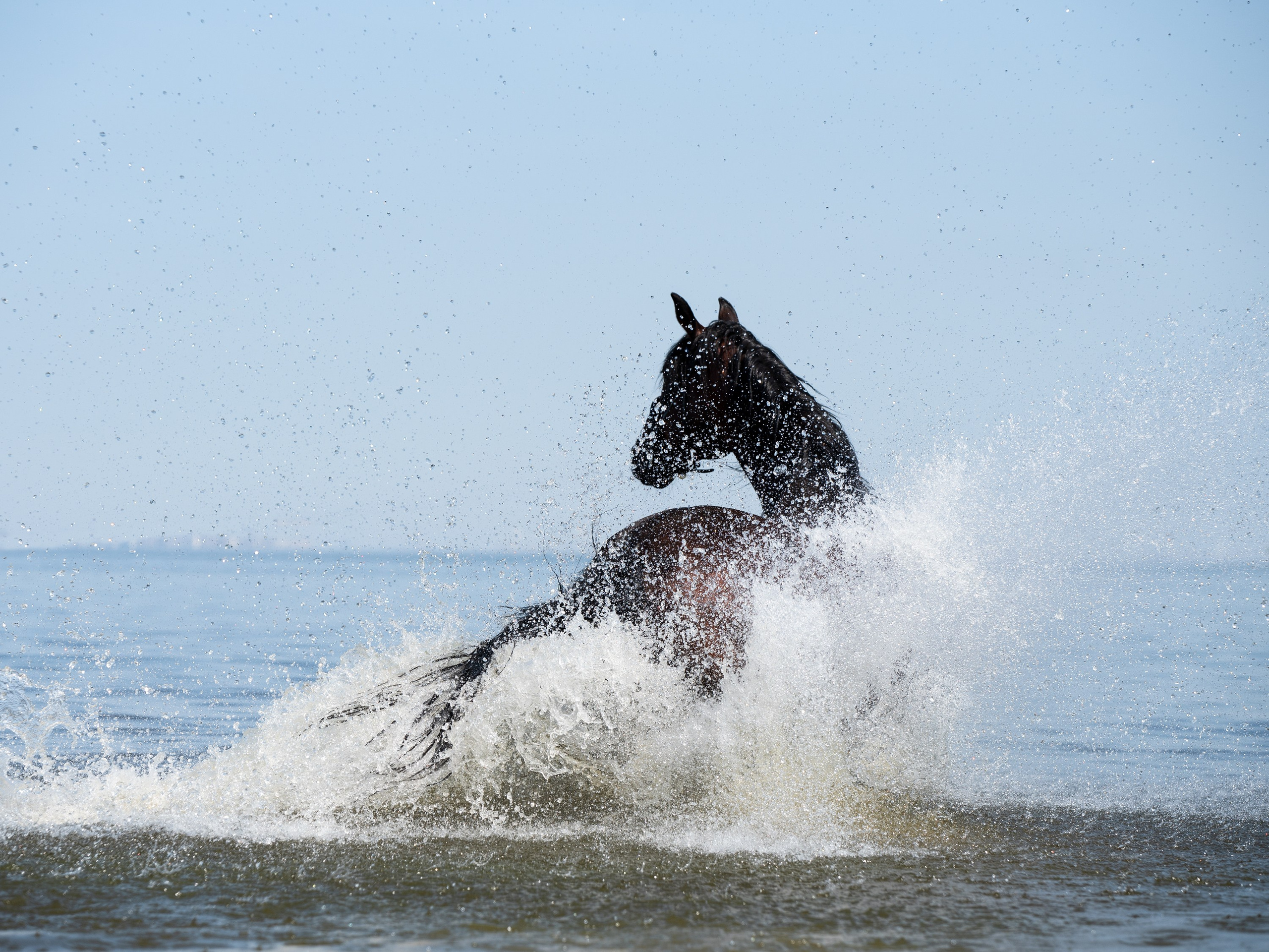 Портрет лошади, лошадь, конь, фото лошади, фотография лошади, конный фотограф, съемка лошадей, фотограф лошадей, конная фотография, конный фотограф, конный фотограф в спб, профессиональный фотограф спб, фотограф спб, ахалтекинец, рысак, спортивная лошадь, конный клуб, фотосессия с лошадьми, тракененская лошадь, тяжеловоз, лошадь, жеребцы, игры жеребцов, табун, в табуне, свободные лошади, орловец, орловский рысак, орловская рысистая порода, рысак