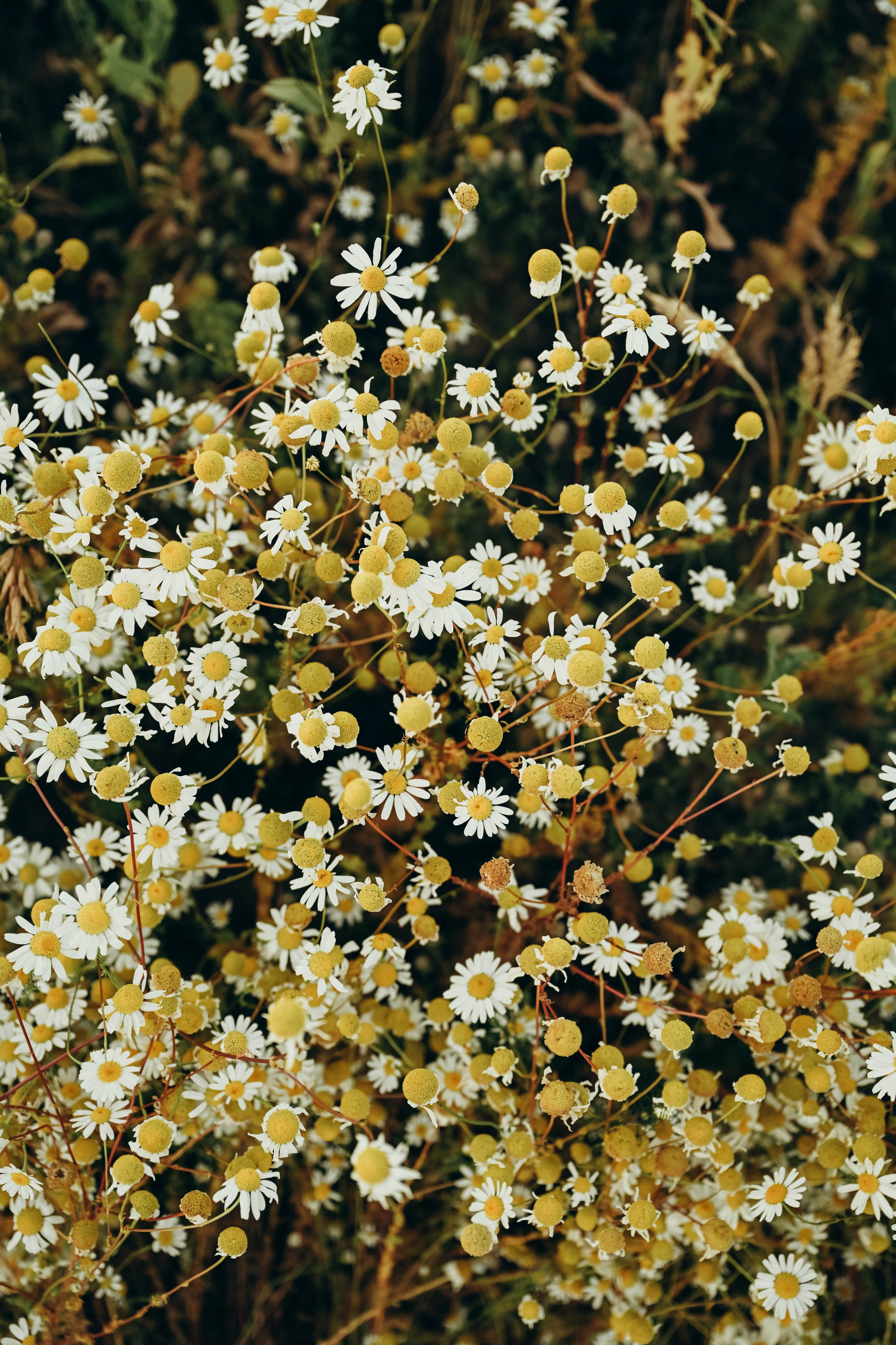 Ромашковое поле. Семейный фотограф в Москве Люберцах Ирина Вронская