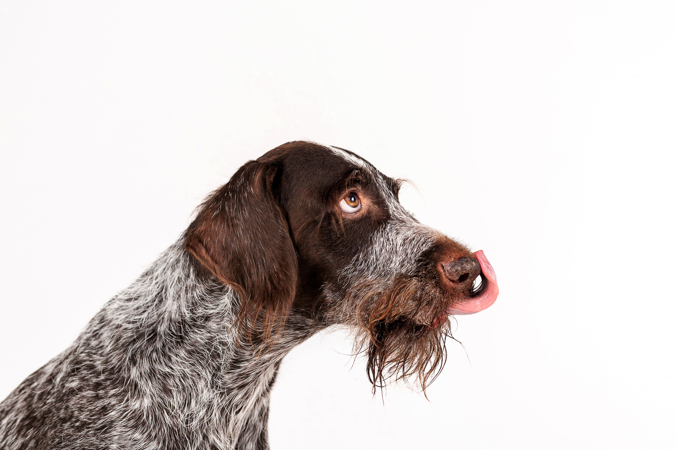 Фотосессия для бренда натуральной еды для собак