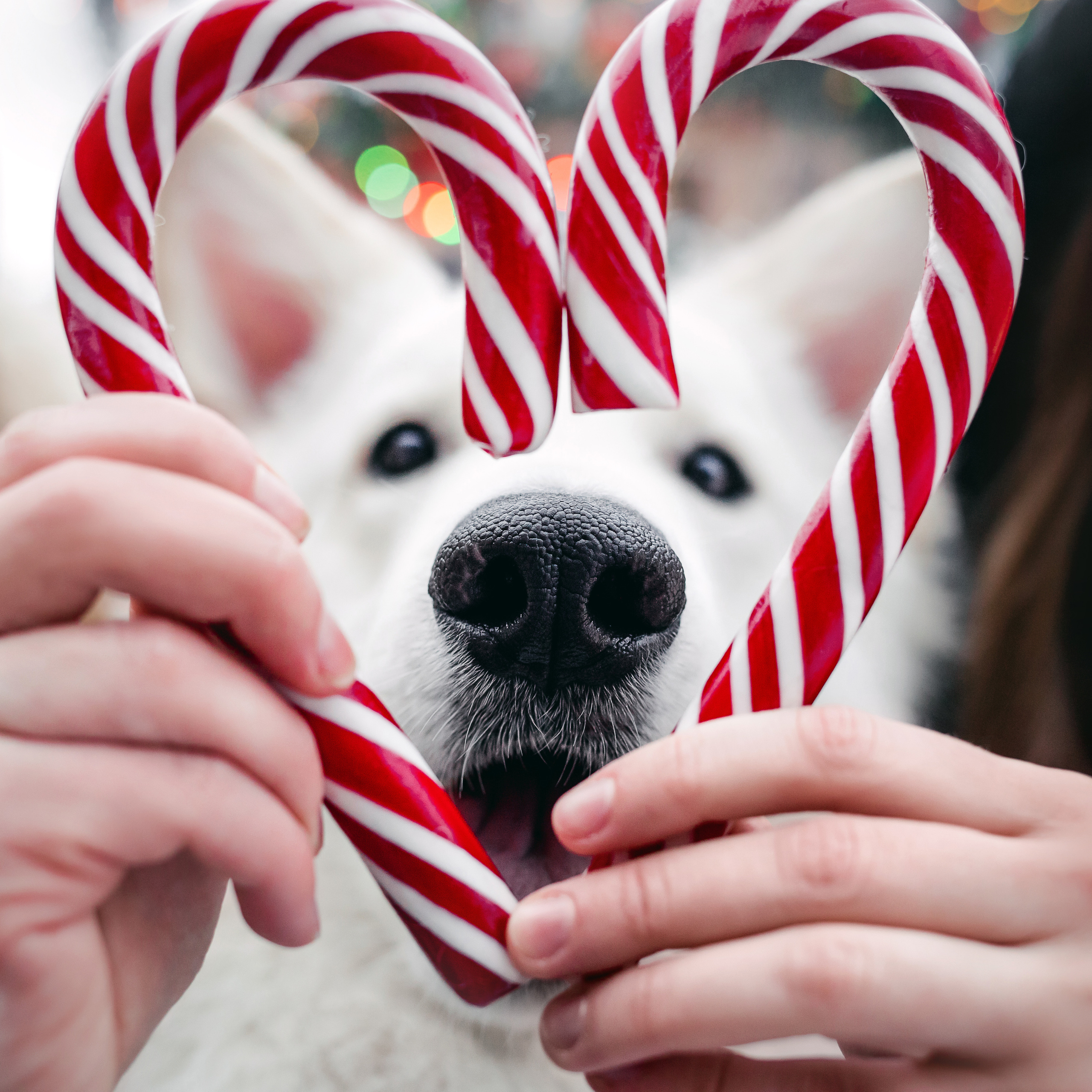 Света, Юля и Олаф