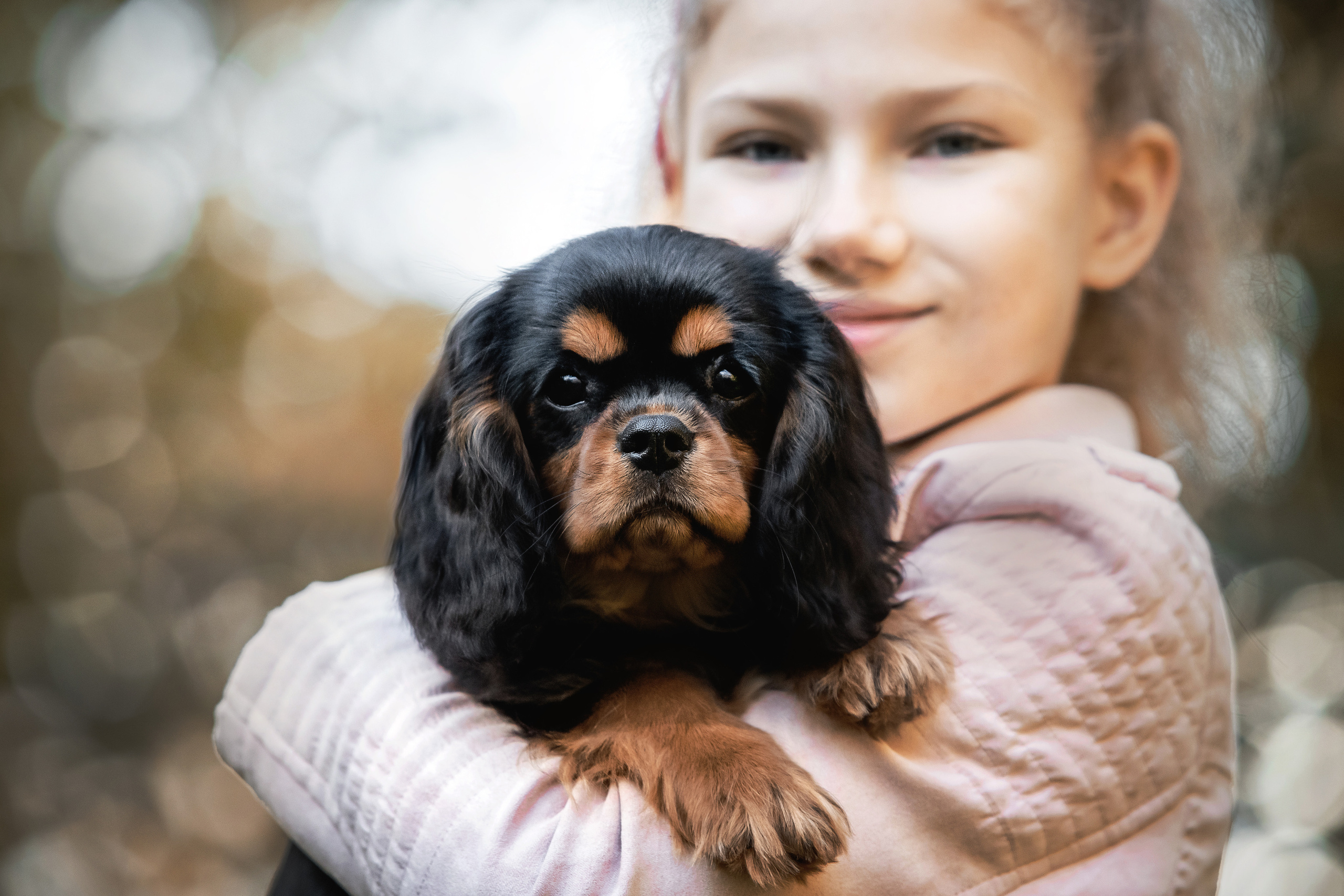 Фотосессия кавалер-кинг-чарльз-спаниелями