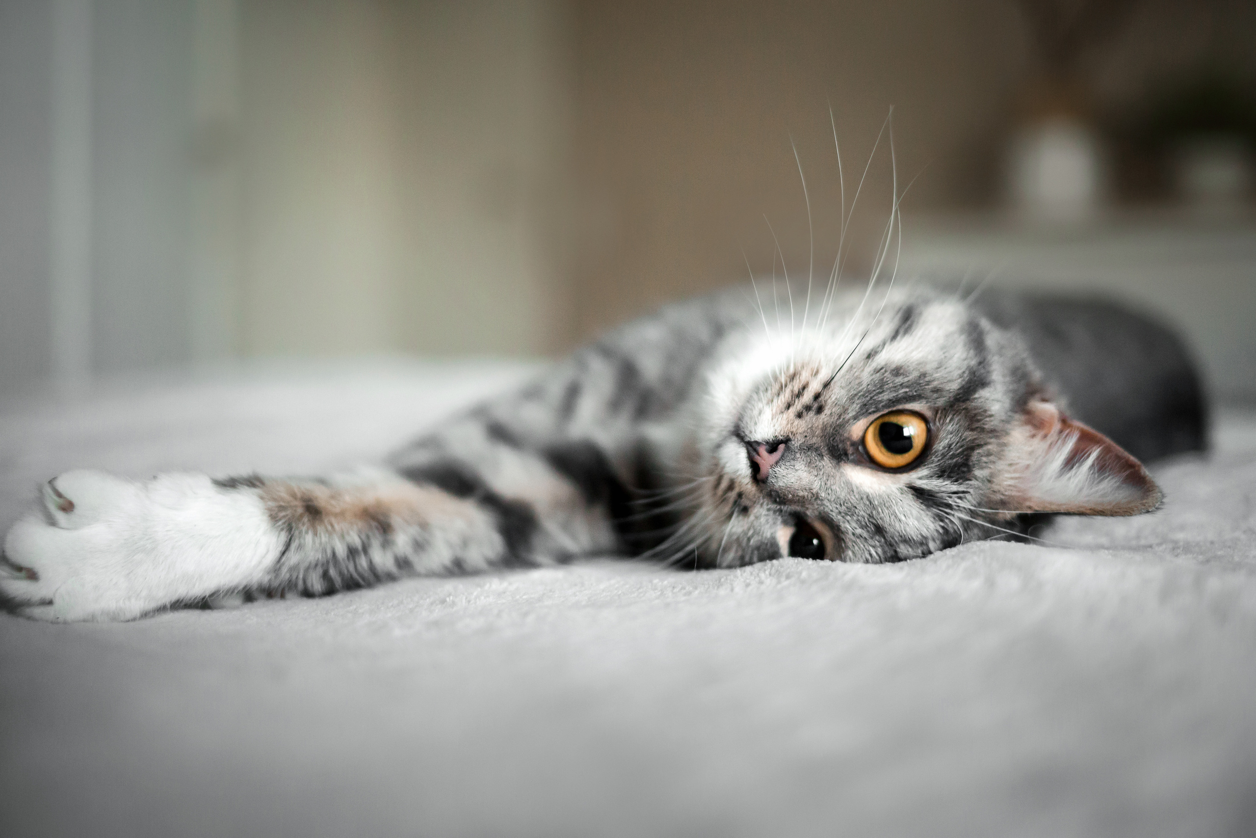 Фотосессия для кошки в интерьере