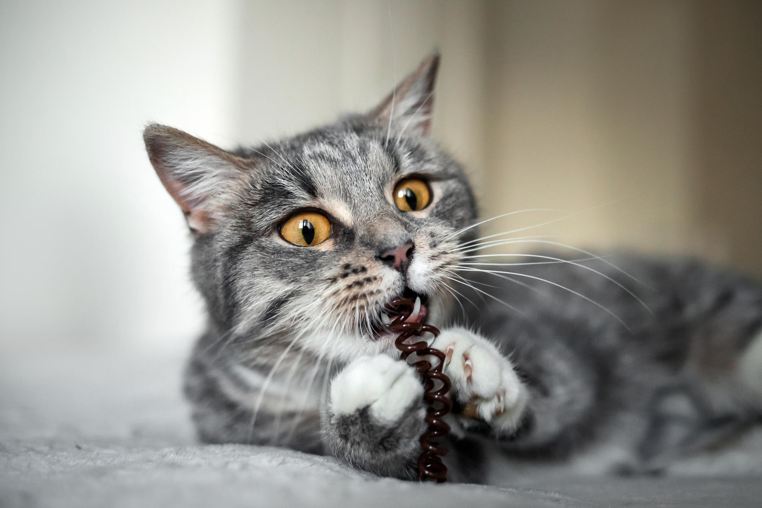 Фотосессия для кошки в интерьере