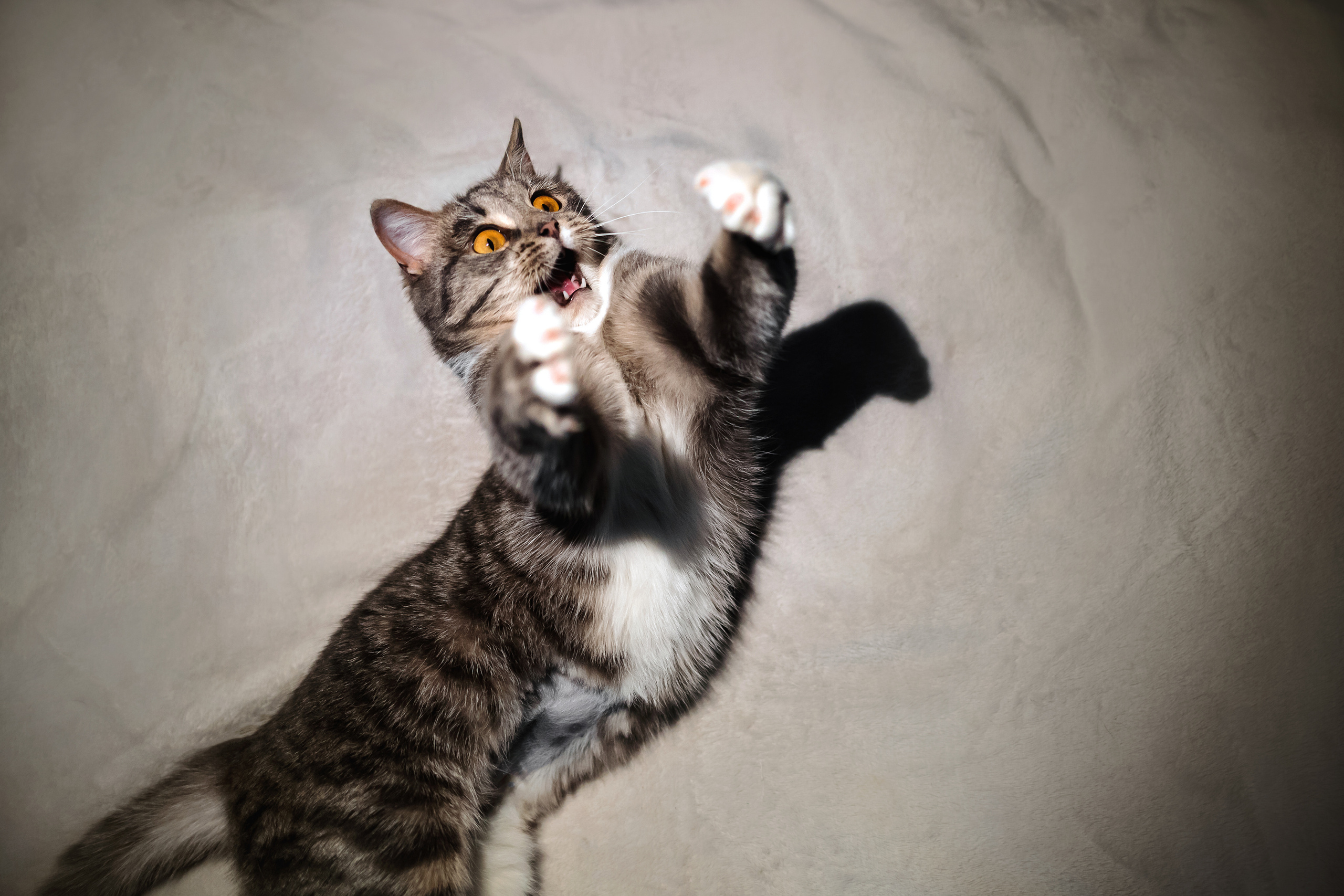 Фотосессия для кошки в интерьере